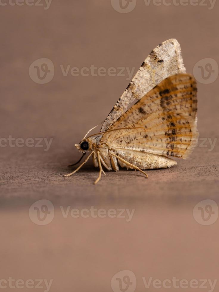 papillon géomètre adulte photo