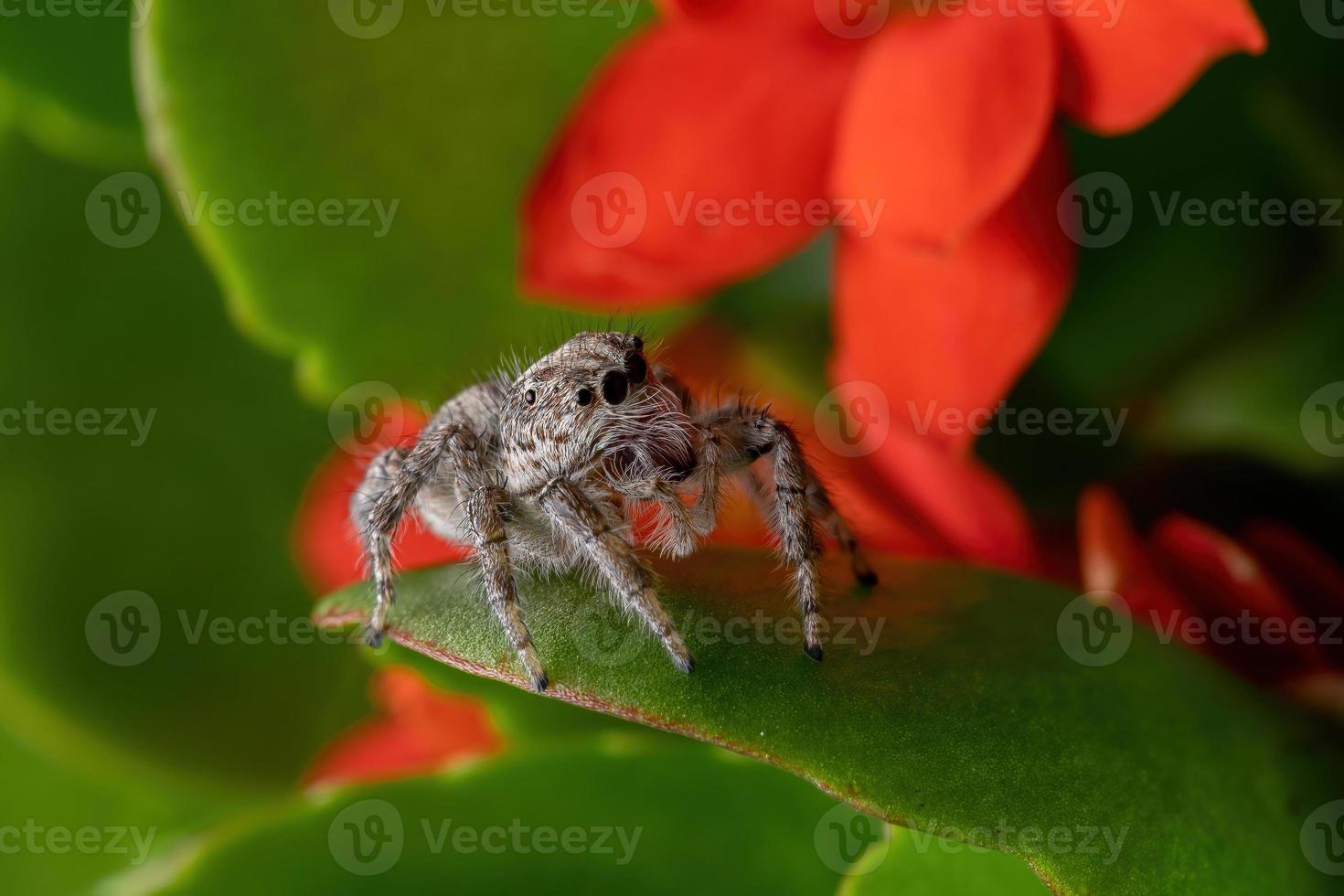 Araignée sauteuse adulte sur une plante katy enflammée photo