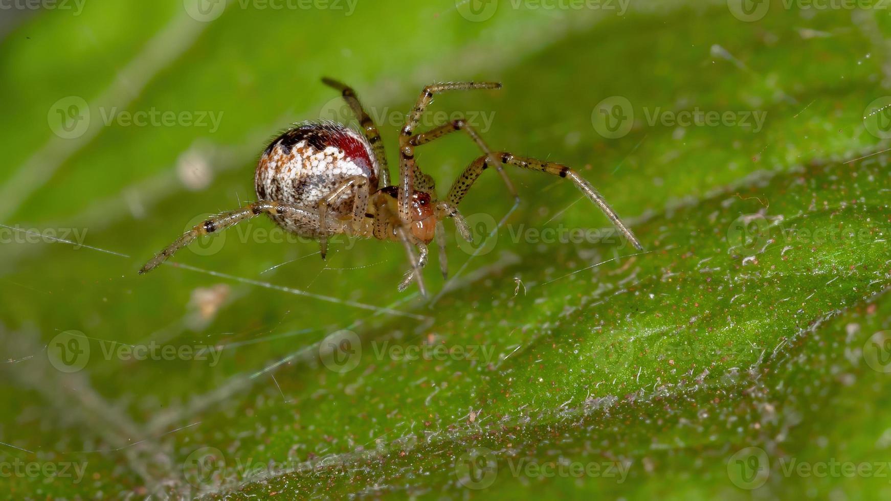 araignée de toile d'araignée brésilienne photo