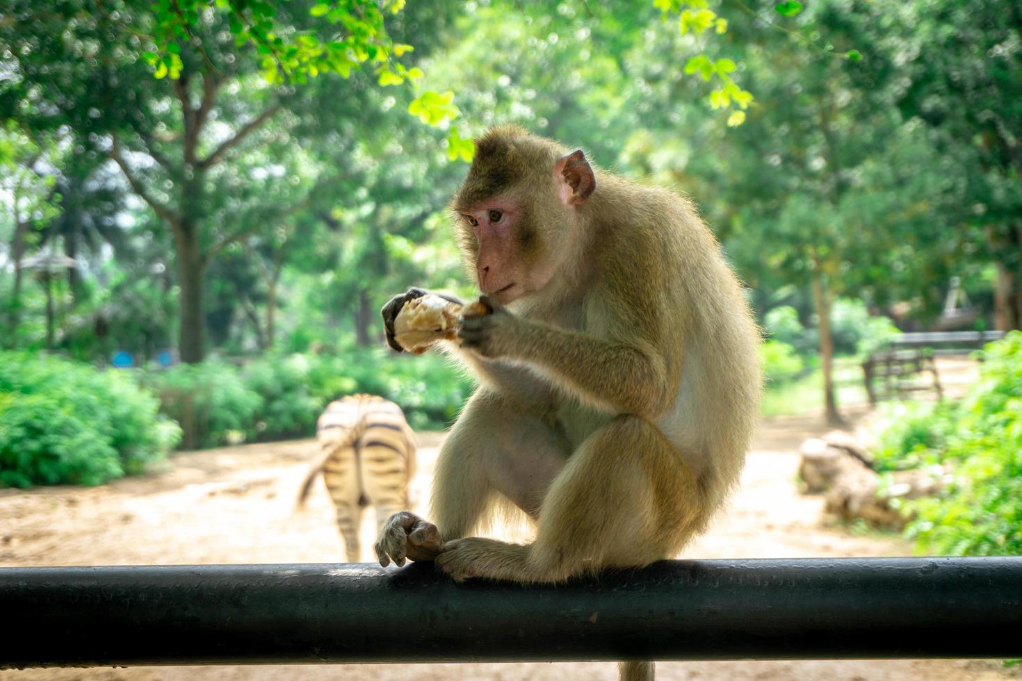 singe mangeant de la nourriture dans la forêt photo