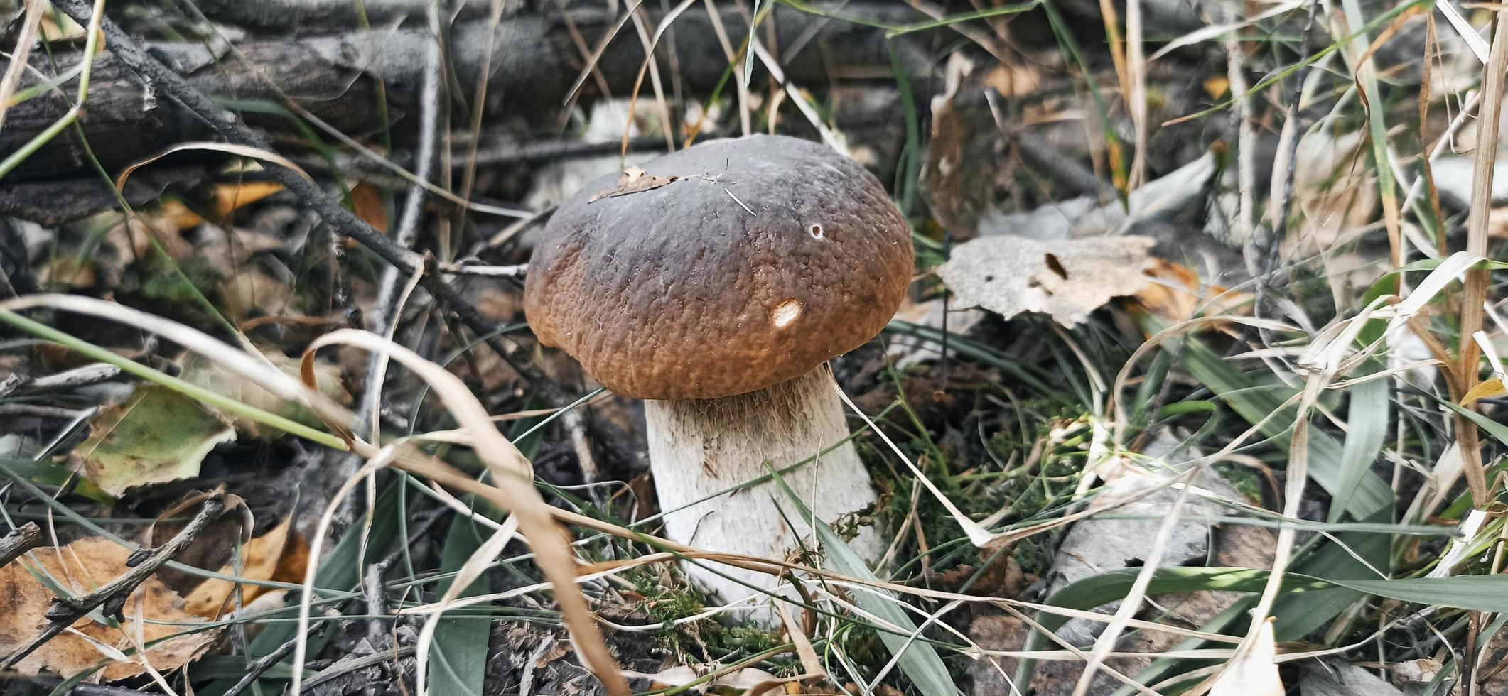 champignon dans la forêt d'automne photo