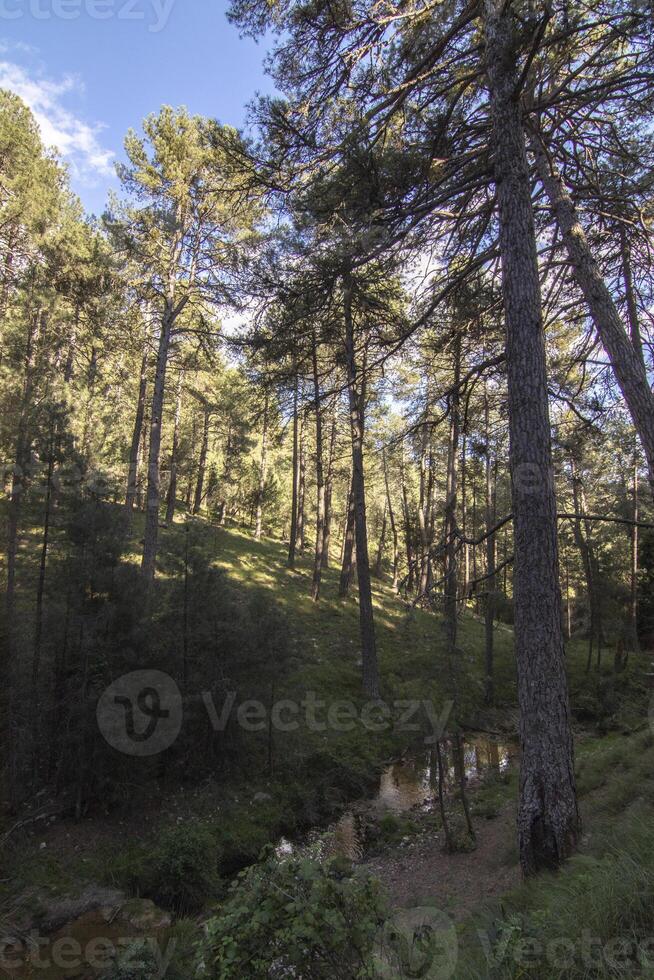 paysages et les sentiers de le magnifique la nature de le sierra de Cazorla, jaen, Espagne. la nature vacances concept. photo