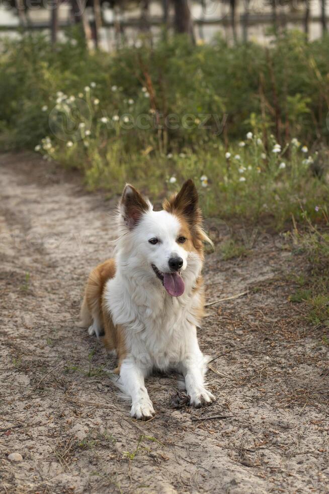 le plus magnifique chien dans le monde. souriant charmant adorable zibeline marron et blanc frontière colley , Extérieur portrait avec pin forêt Contexte. pris en considération le plus intelligent chien. photo