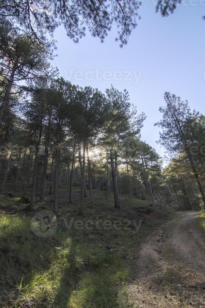 paysages et les sentiers de le magnifique la nature de le sierra de Cazorla, jaen, Espagne. la nature vacances concept. photo