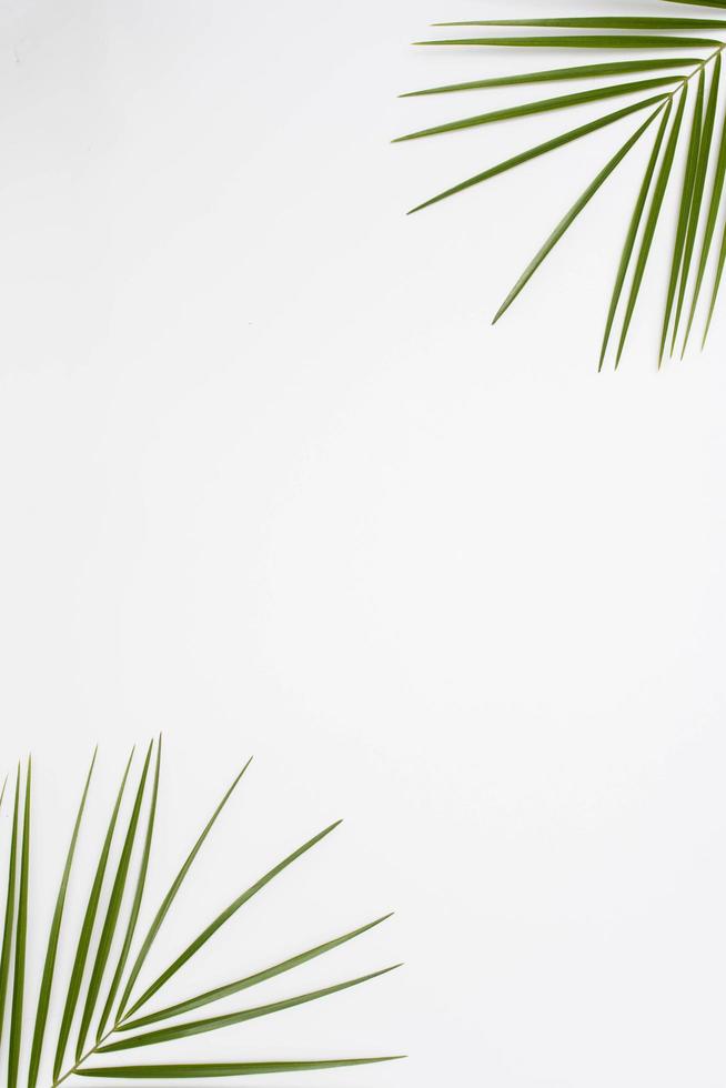 vue élevée feuilles de palmier coin blanc toile de fond photo