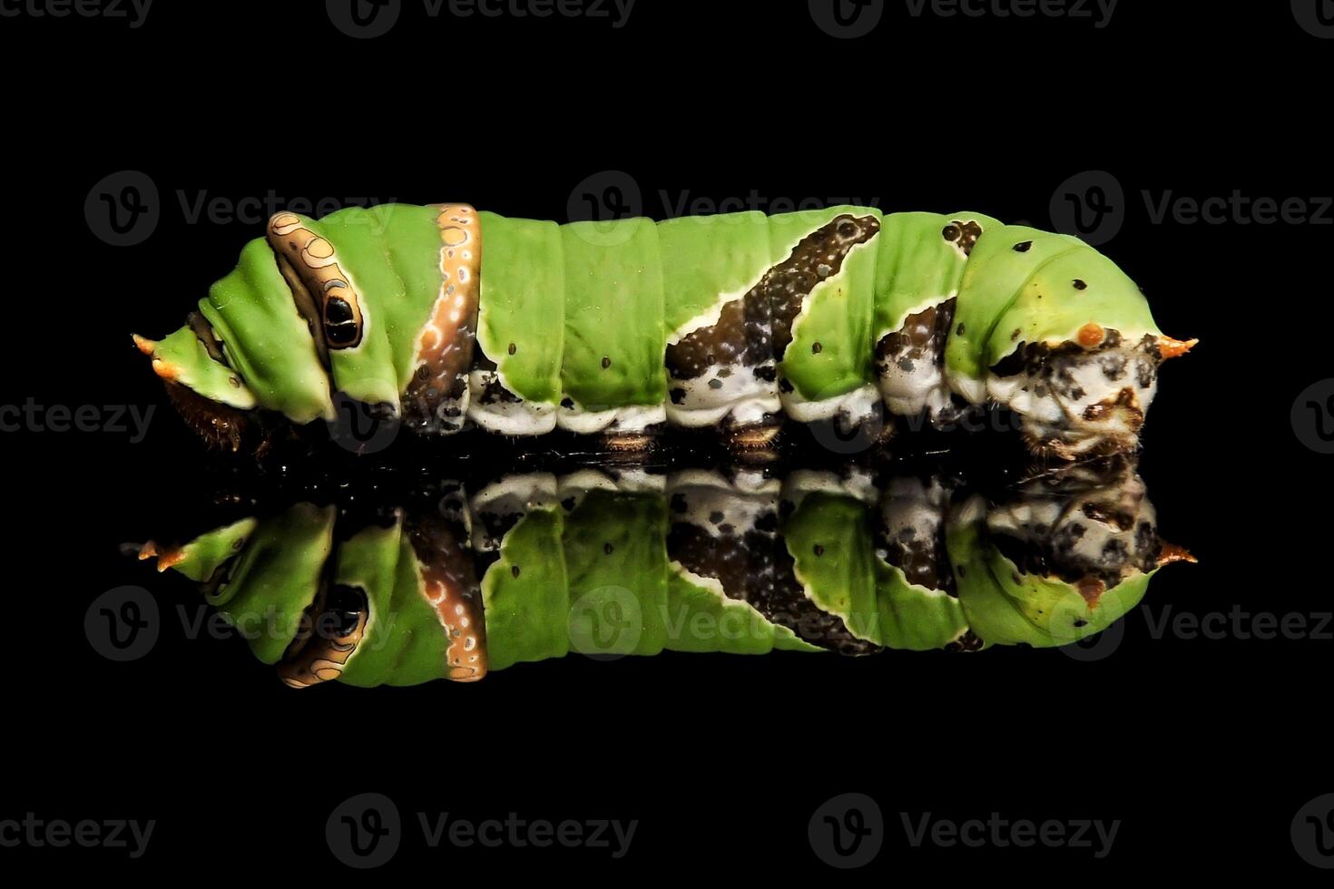 une chenille agrumes machaon photo