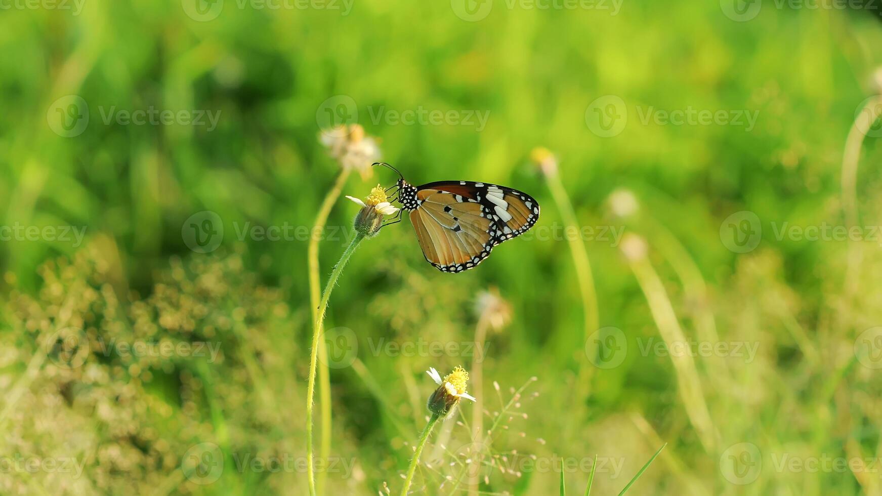 un Orange papillon acraea terpsicore photo