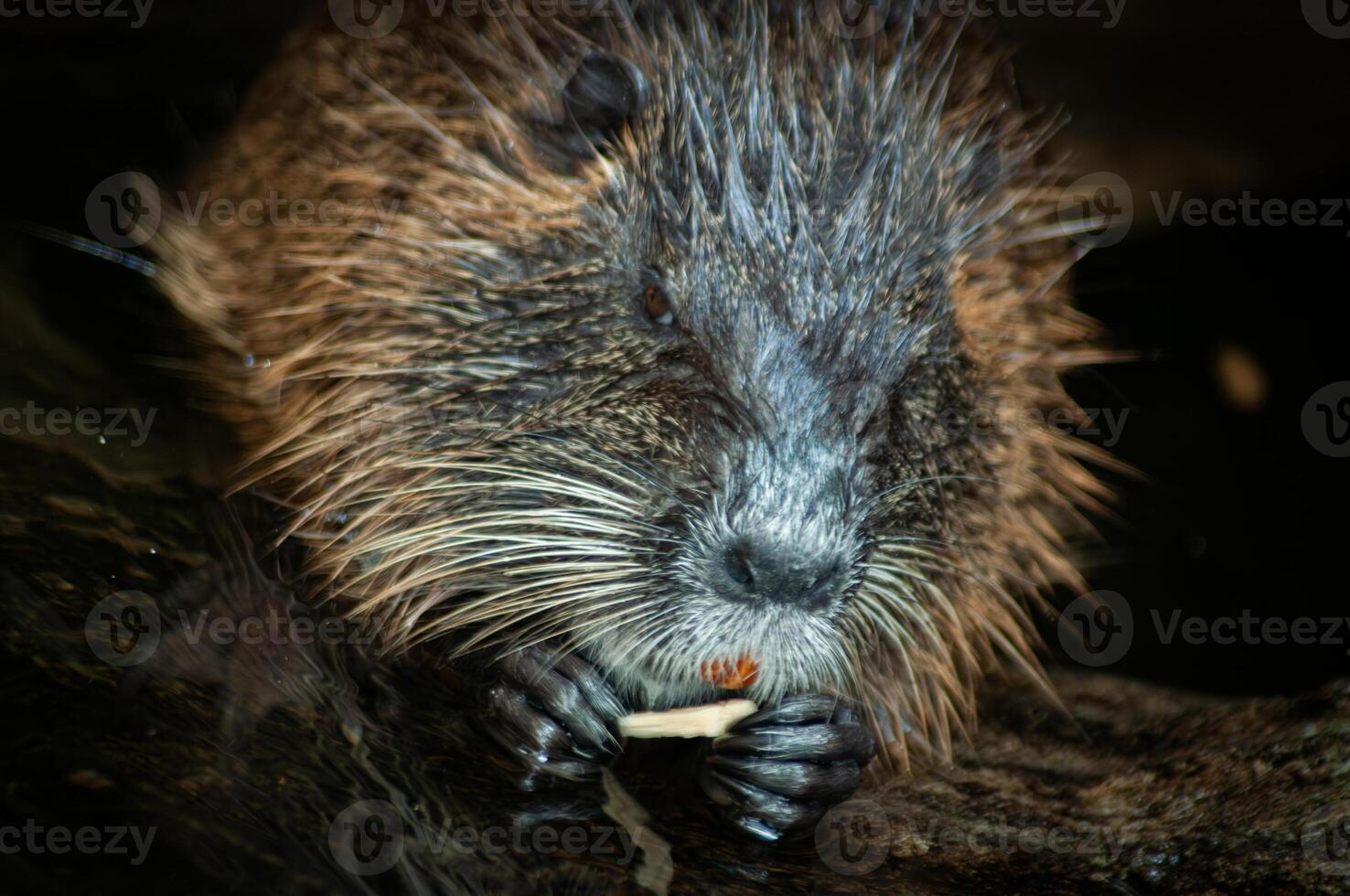 l'eau rat ou ragondin ragondin photo