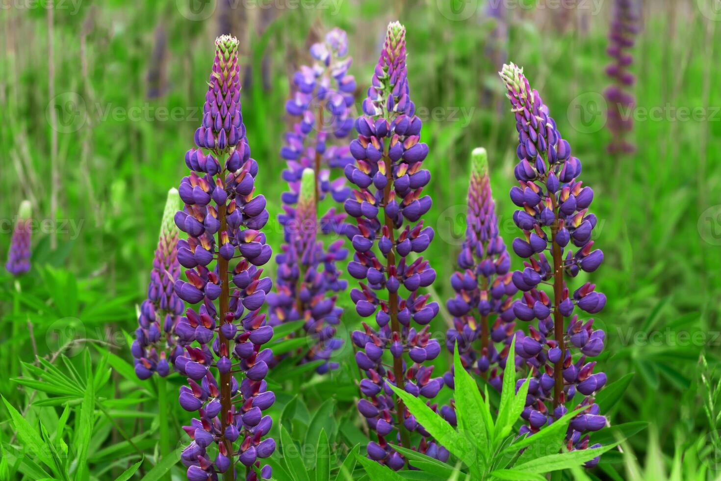 une buisson de violet lupins fermer. lilas lupin est une été fleurs sauvages de le champ. épanouissement dans le Prairie photo