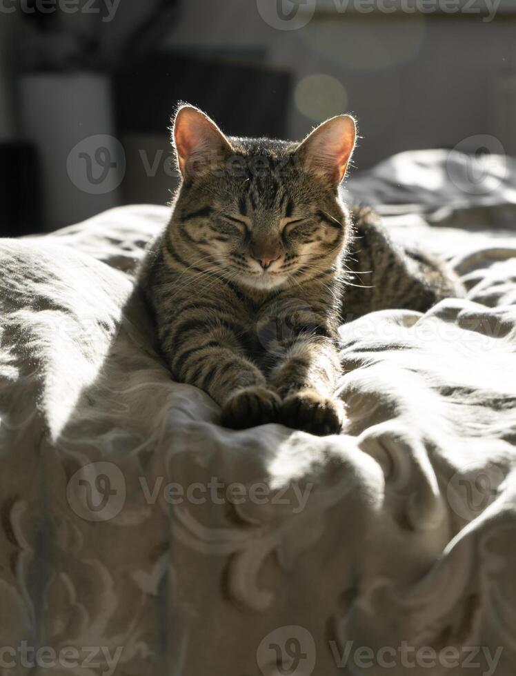 fermer portrait de une tigré national chat cette dort sur une lit à maison. sérieux et concentré animal. rétro-éclairage. américain cheveux courts chat. duveteux chaton photo