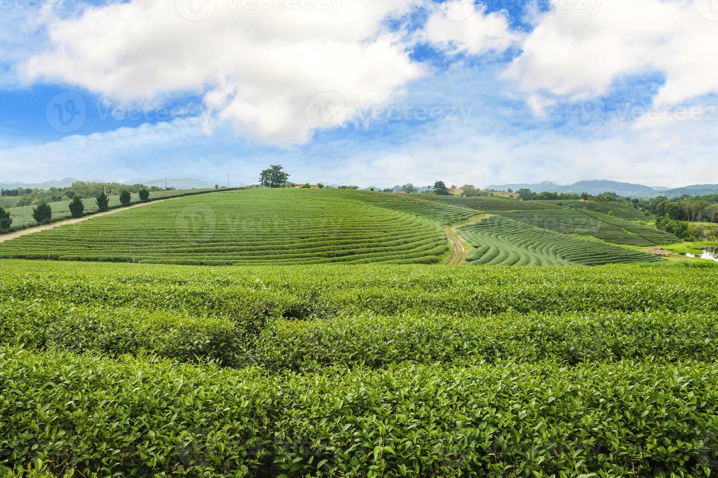 beau paysage de plantation de thé au lever du soleil photo