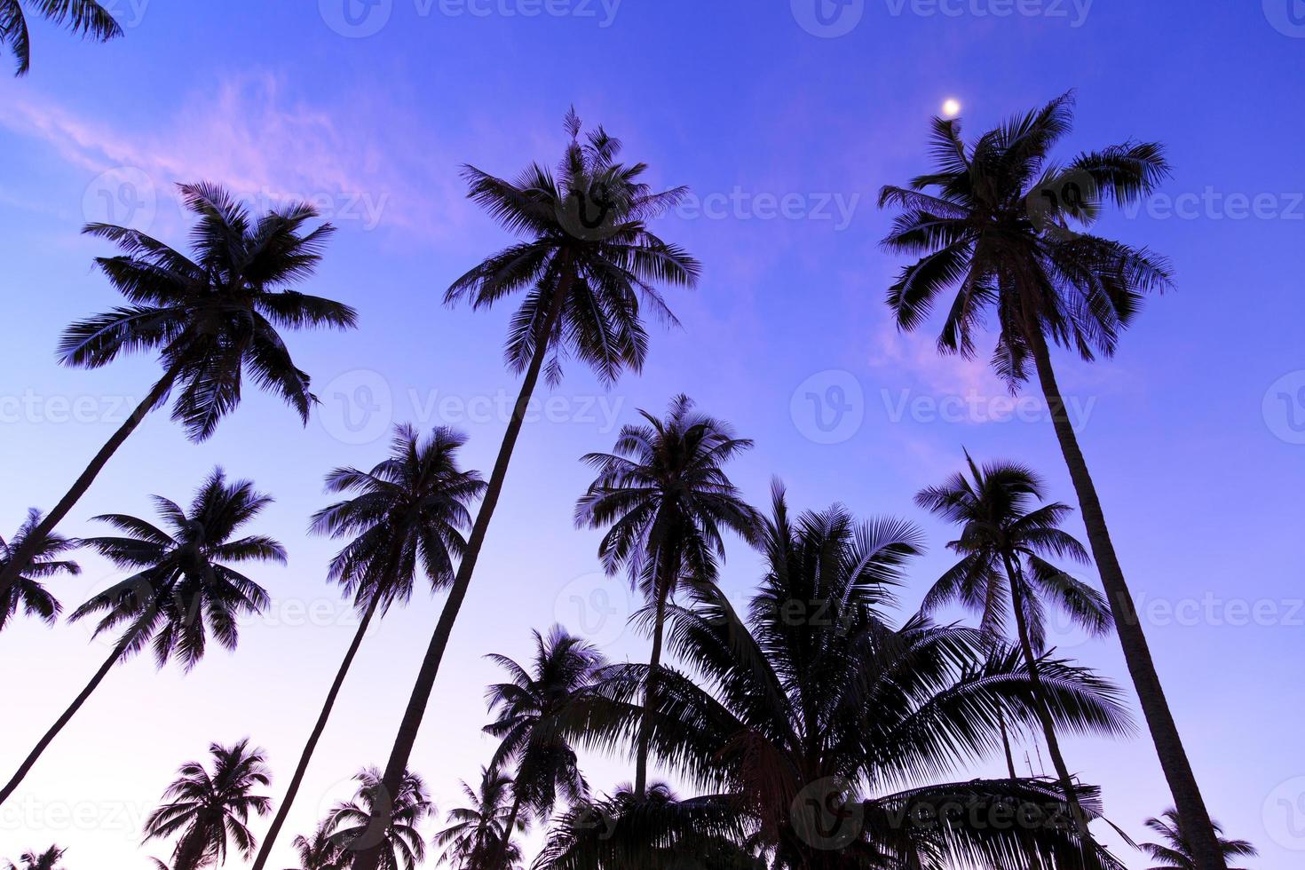 silhouette de cocotiers photo