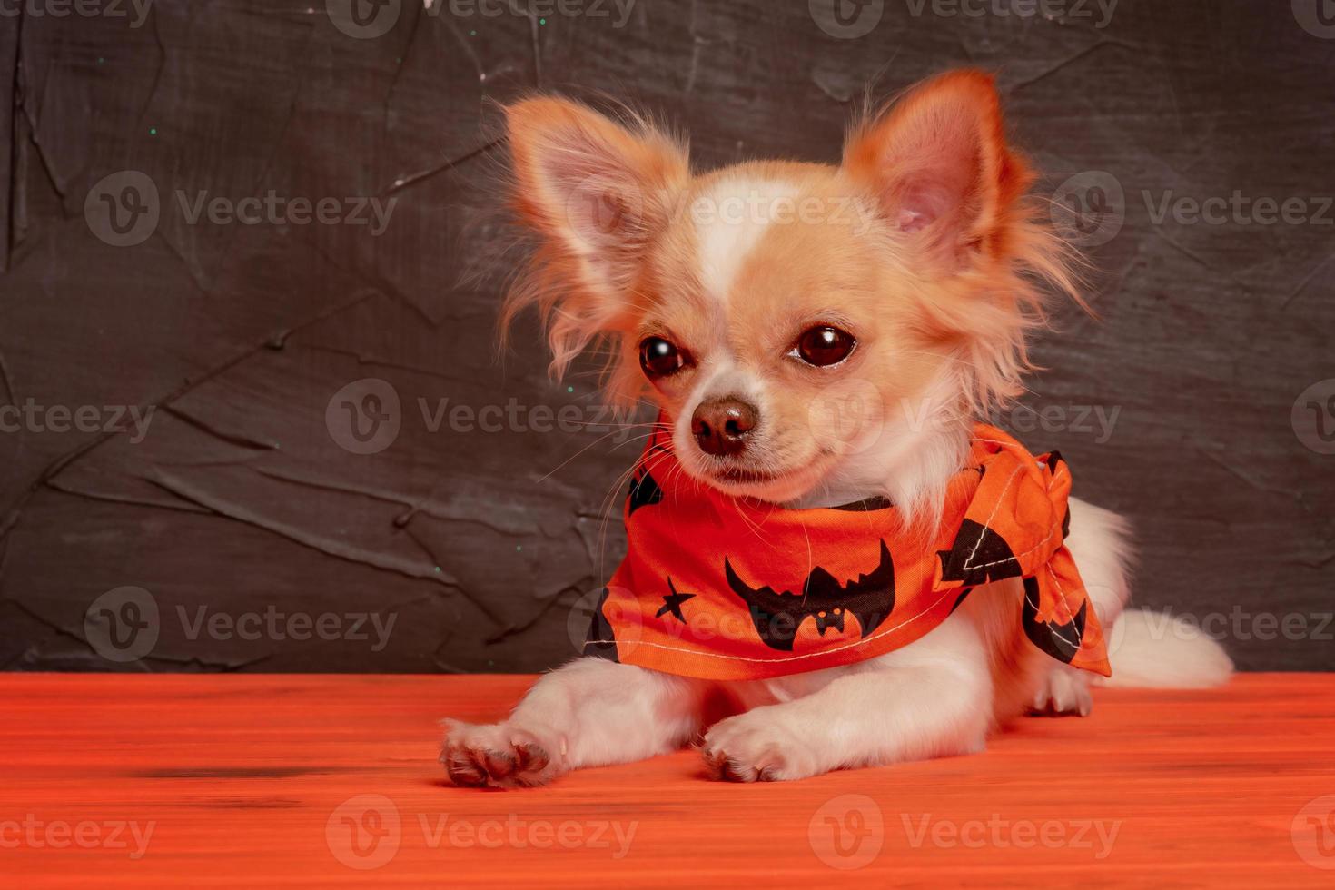 chihuahua sur fond noir et orange avec citrouille. chien et halloween. photo