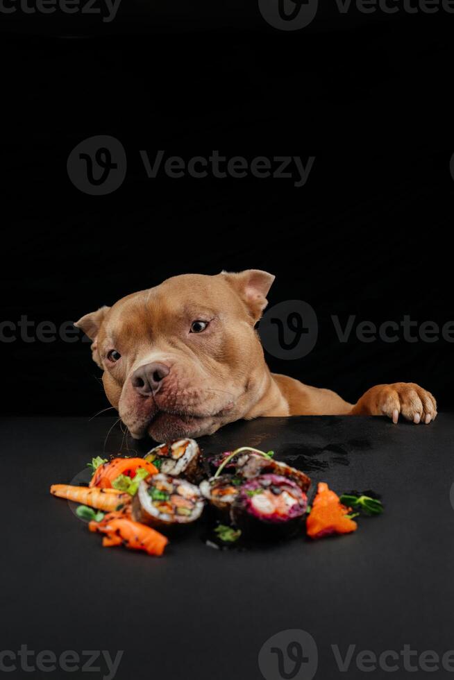 marrant chiot bouledogue manger, lèche Japonais Sushi Rouleaux sur noir Contexte. concept de à emporter livraison service. portrait de faim chien séance à table avec repas de traditionnel Japonais cuisine photo