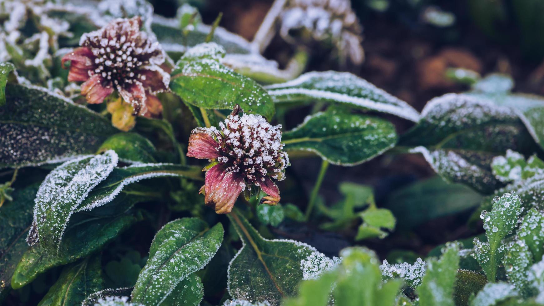 ostéospermum de fleur de fond. Fleurs pourpres. le gel est sur les feuilles et les fleurs. photo