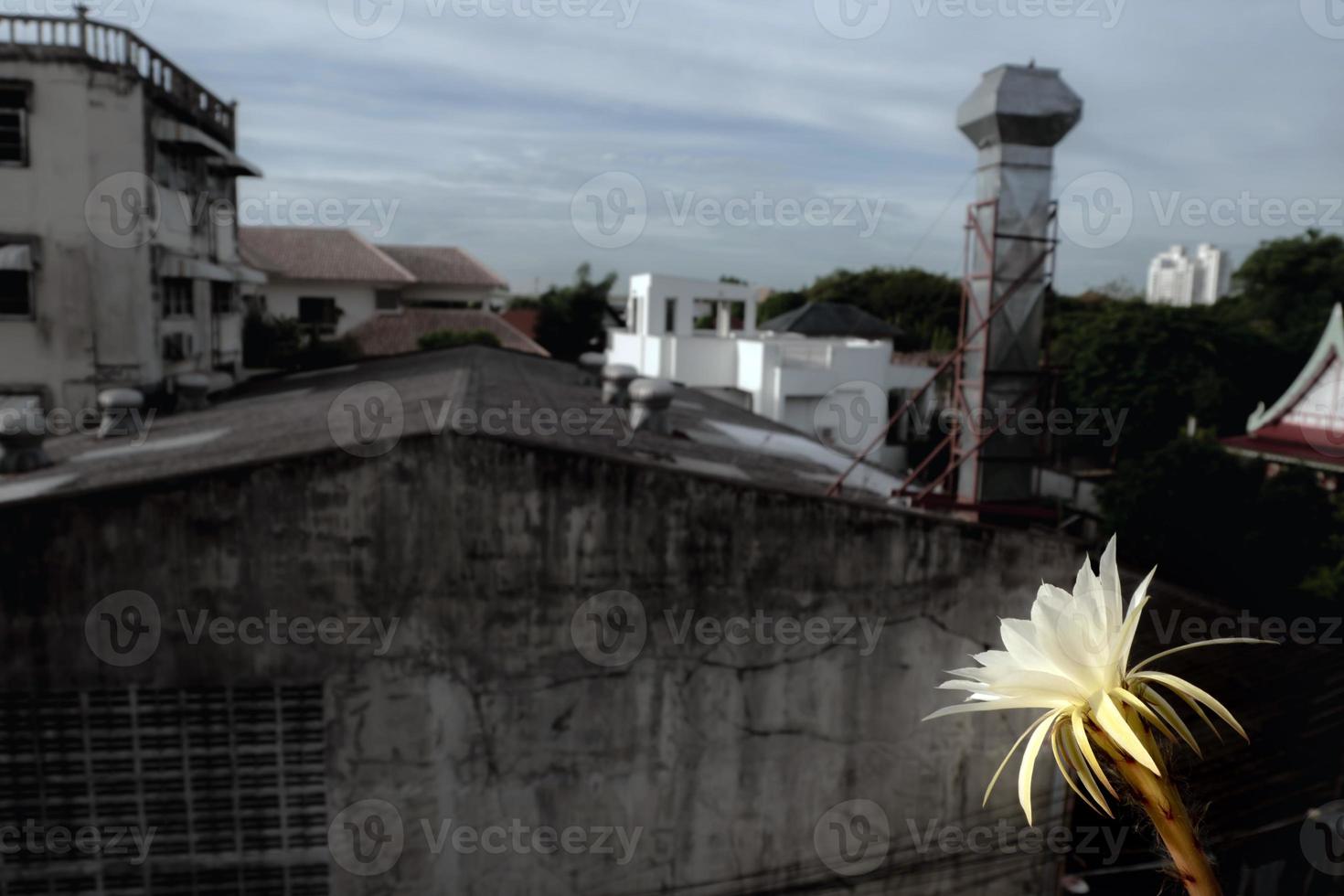 couleur blanche avec duveteux de fleur de cactus et fond urbain photo