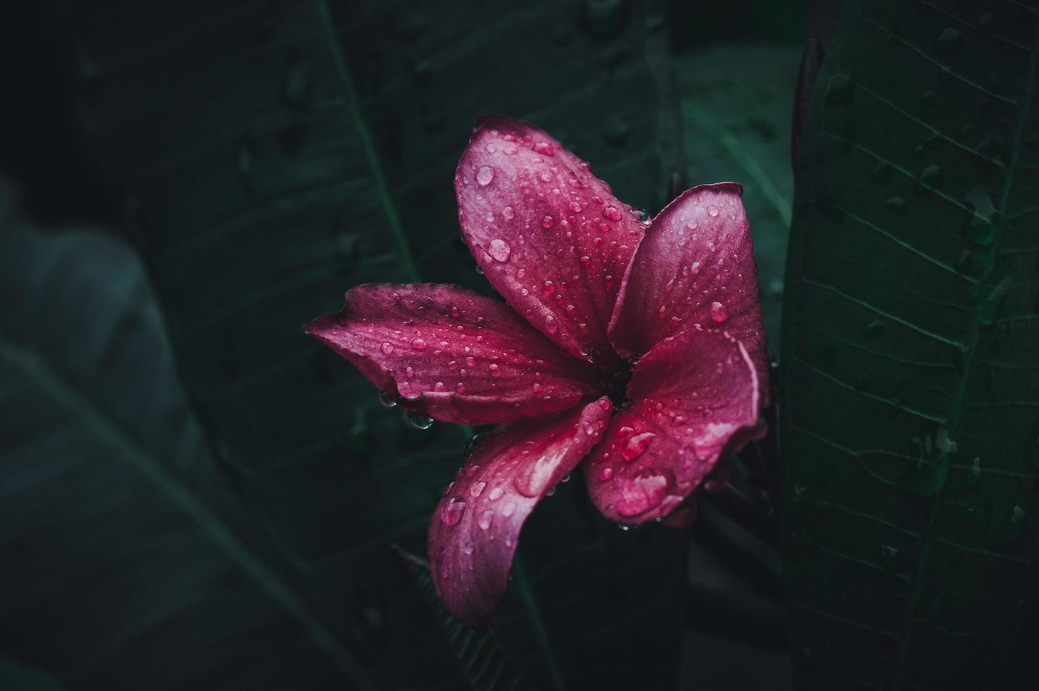 macro fleur de frangipanier dans la nature photo
