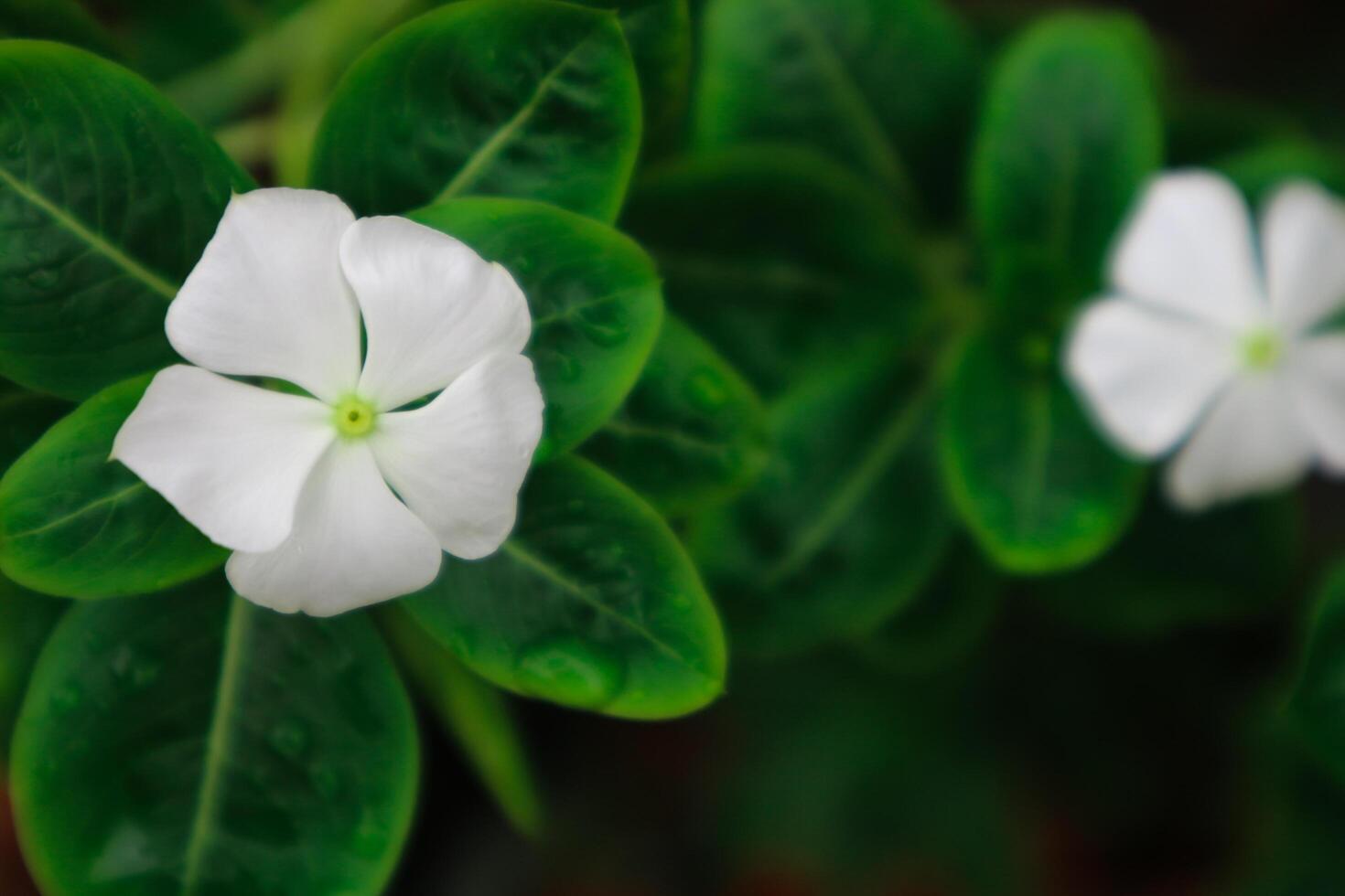 magnifique rose catharanthus roseus. c'est aussi connu comme cap pervenche, cimetière usine, vieux femme de ménage, annuel Vinca multiflore, apocynacées floraison végétaux, médicinal herbe. photo