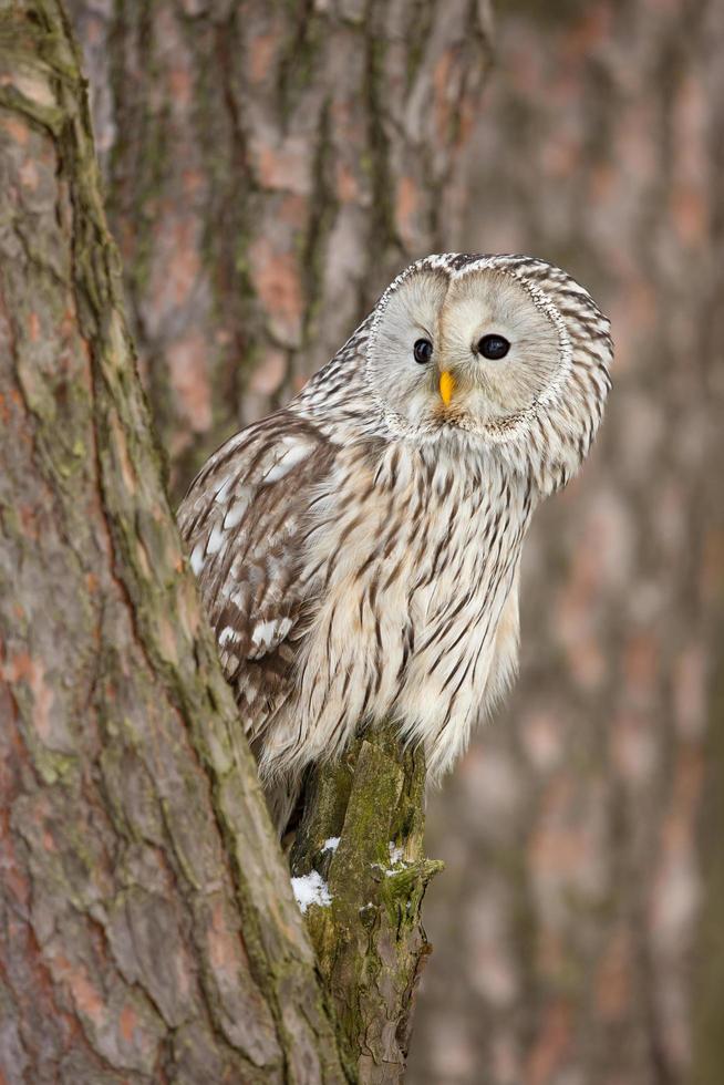 Chouette de l'Oural, strix uralensis photo