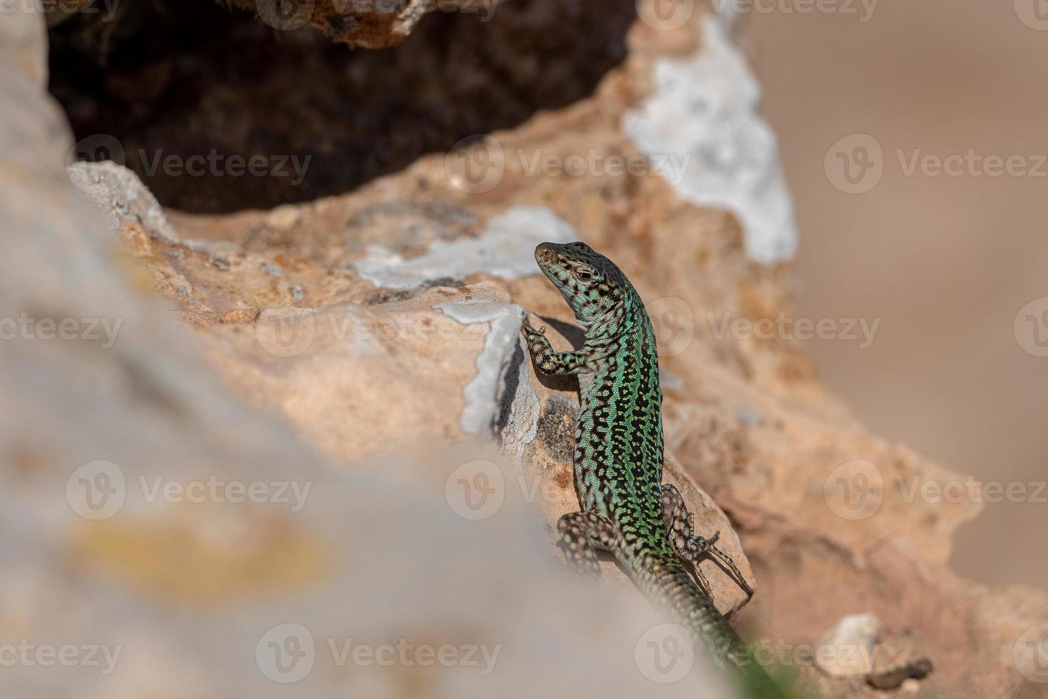 lézard formentera, podarcis pityusensis sur un rocher espagne photo