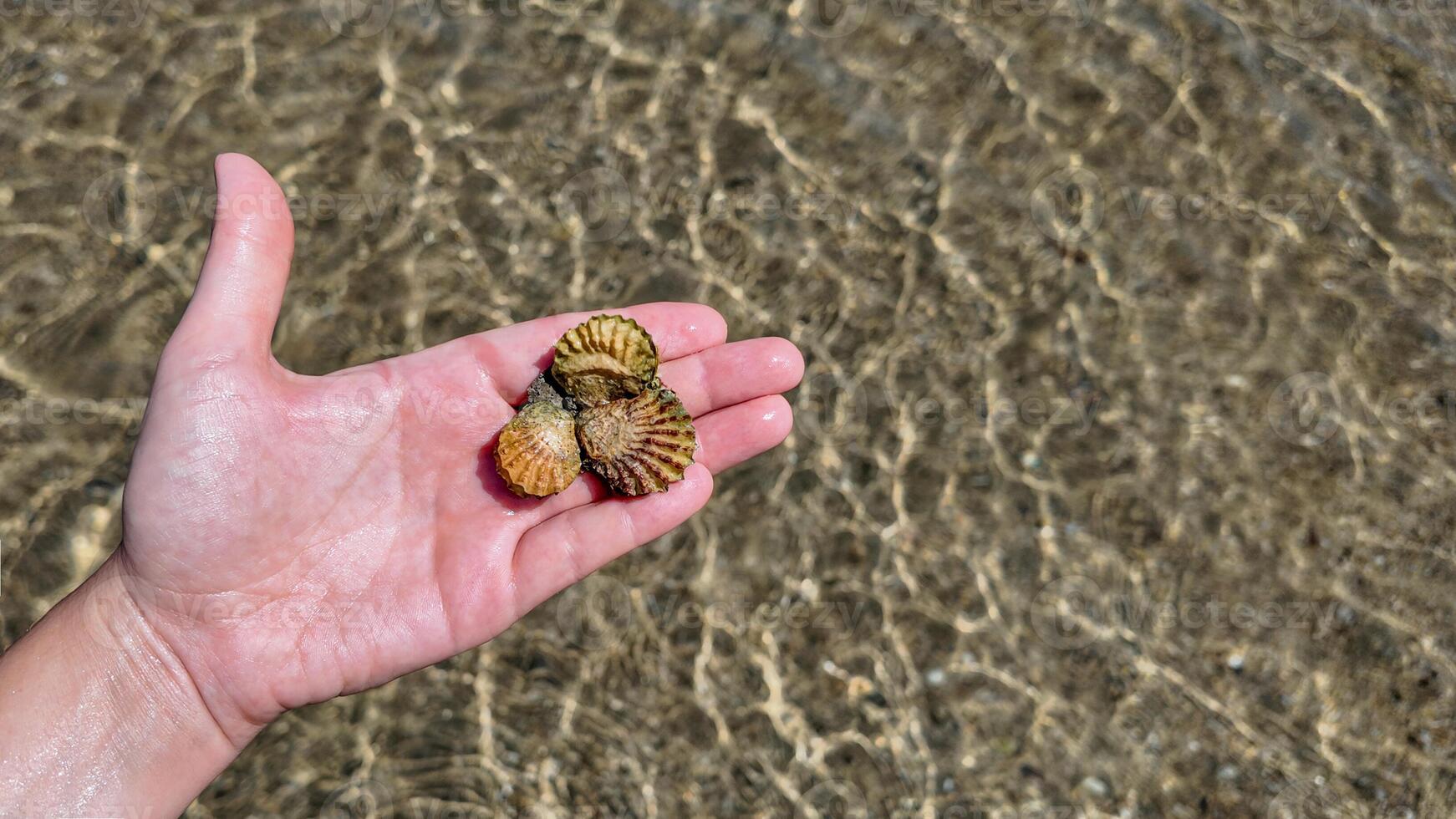 coquillage merveille dans chatoyant océan profondeurs photo