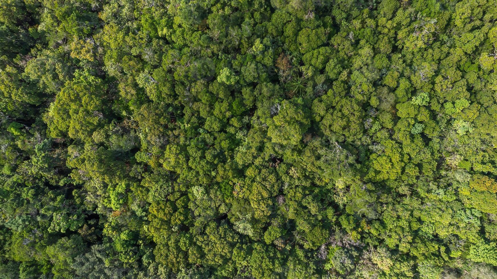 verdoyant forêt canopée, les terres luxuriant manteau photo