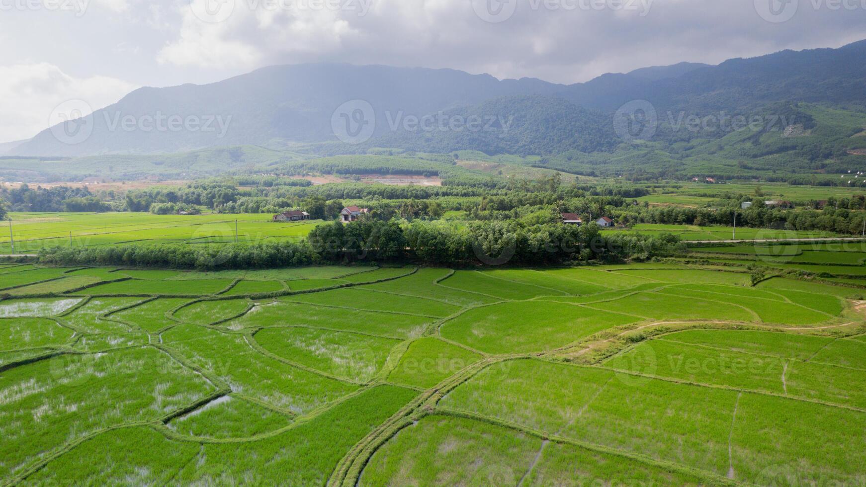 verdoyant riz terrasses contre brumeux montagnes photo