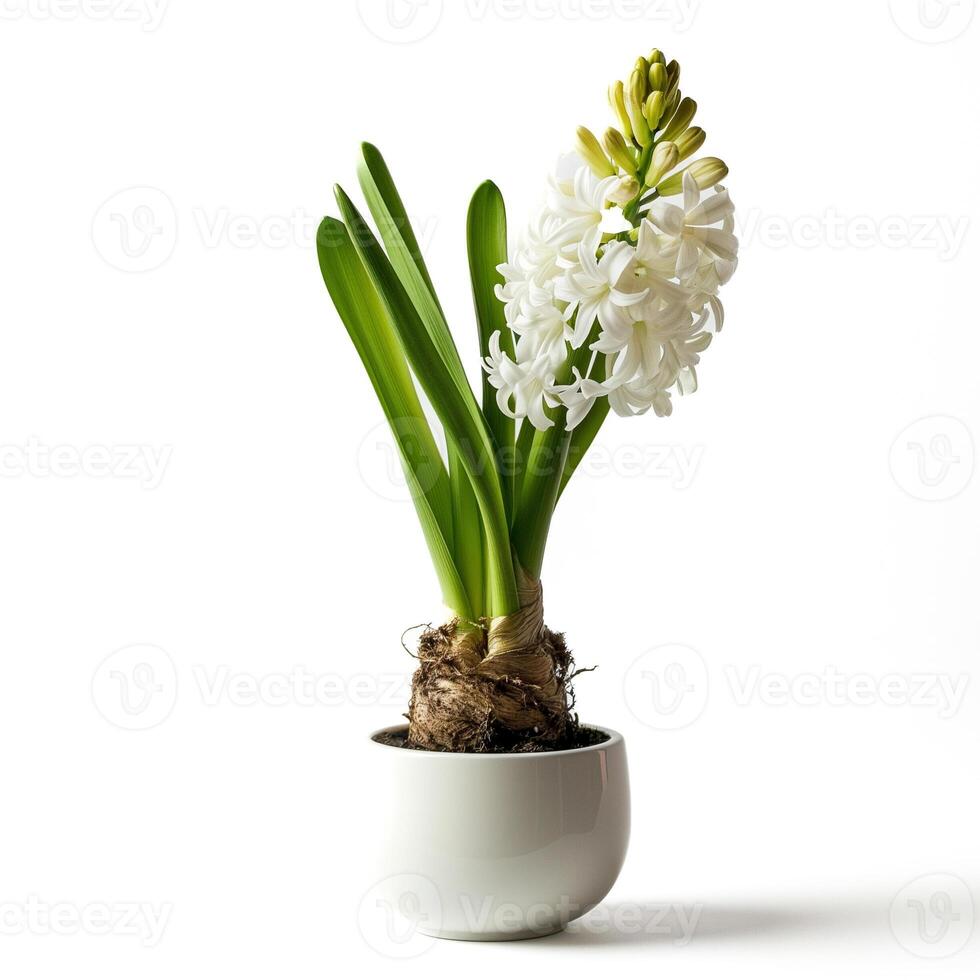 ai généré une minimaliste porcelaine planteur avec une Célibataire épanouissement jacinthe isolé sur une transparent Contexte photo