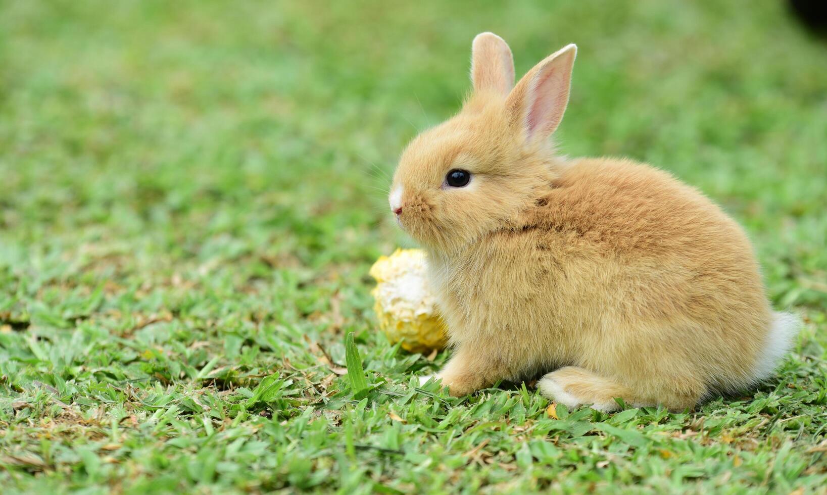 La famille des lapins sort pour jouer sur la pelouse verte photo