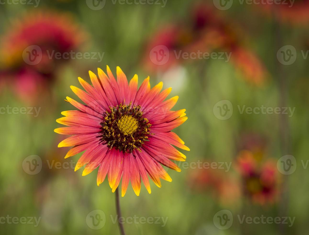 couverture indienne fleurs sauvages photo