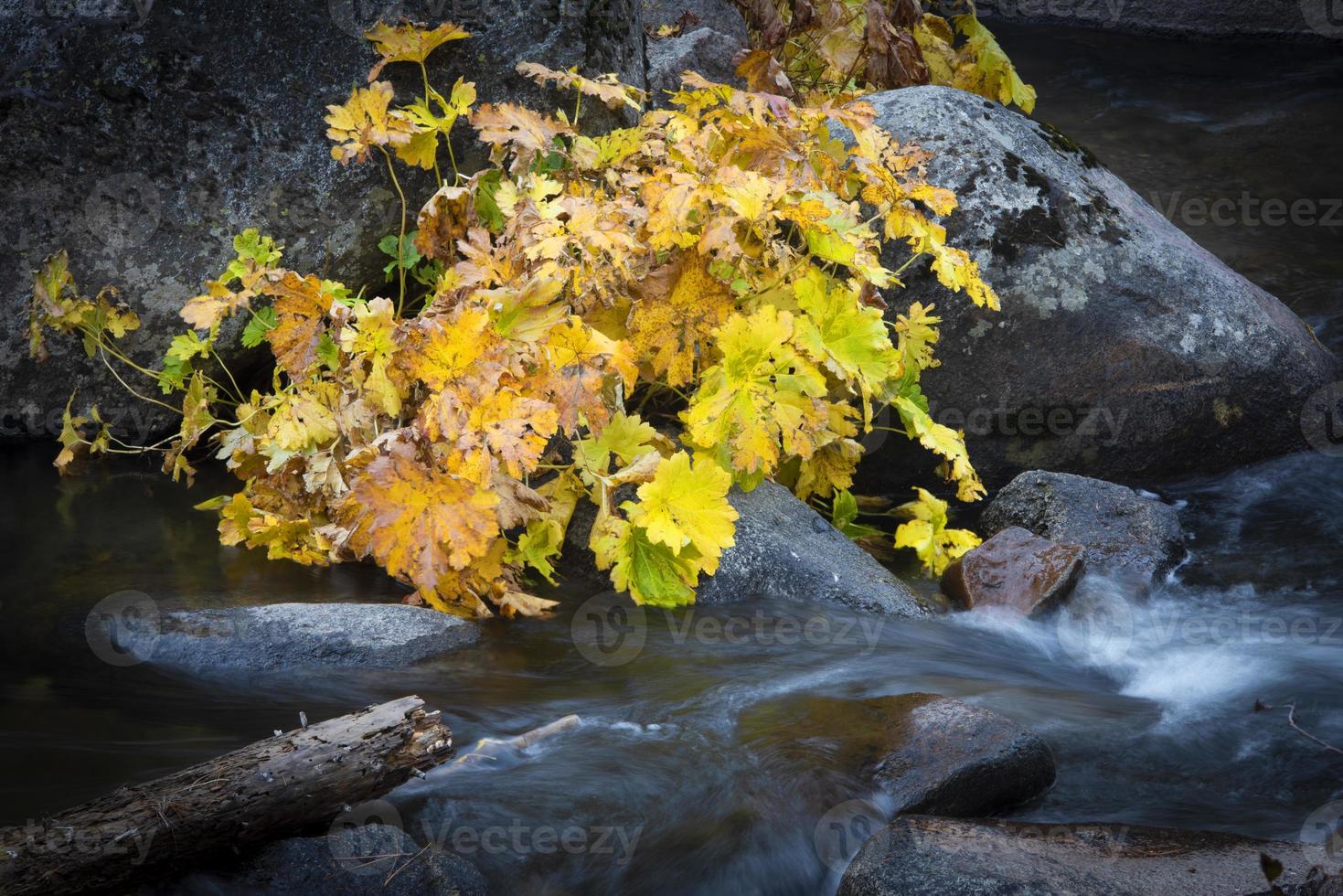 rhubarbe sauvage à l'automne, silverfork, californie photo