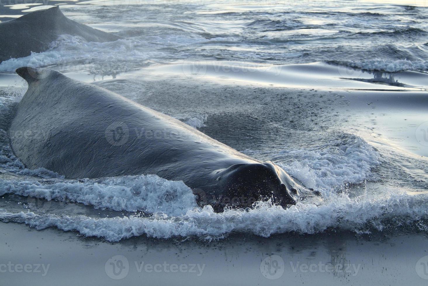 baleine à bosse entrante photo