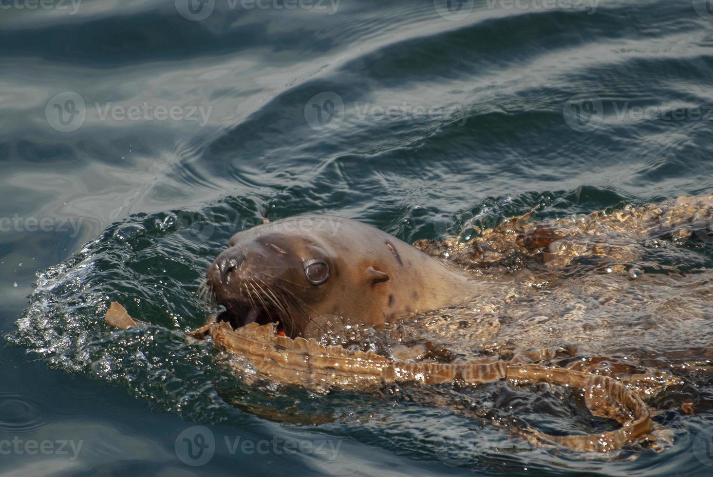 Lion de mer de Steller jouant avec du varech photo