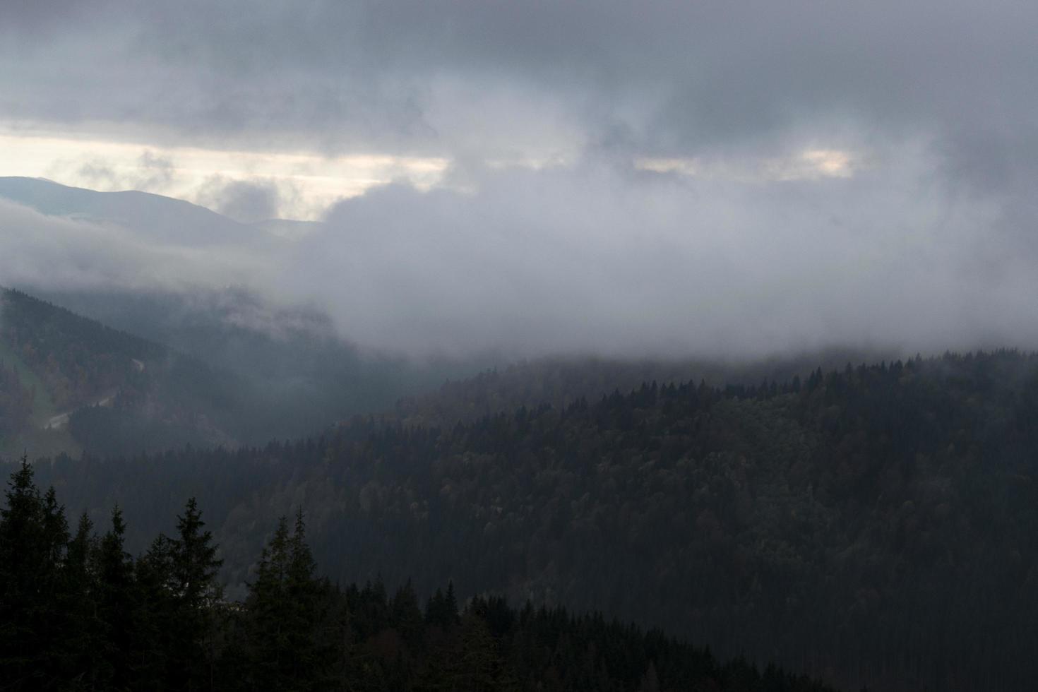 brouillard sur la forêt des montagnes des carpates photo