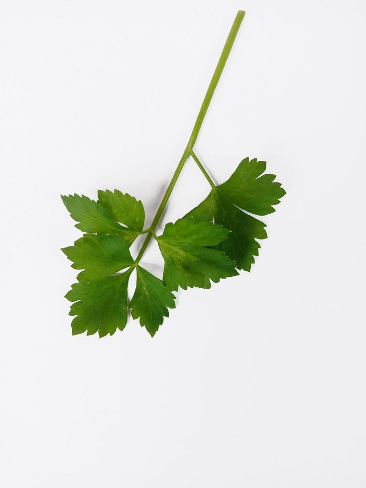 Vue de dessus portrait quelques feuilles de céleri isolés sur fond blanc photo