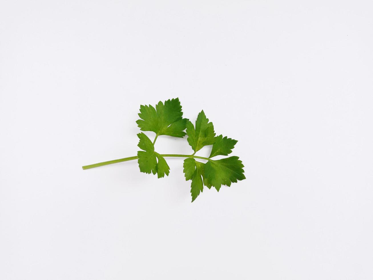 Vue de dessus paysage feuilles de céleri isolés sur fond blanc photo