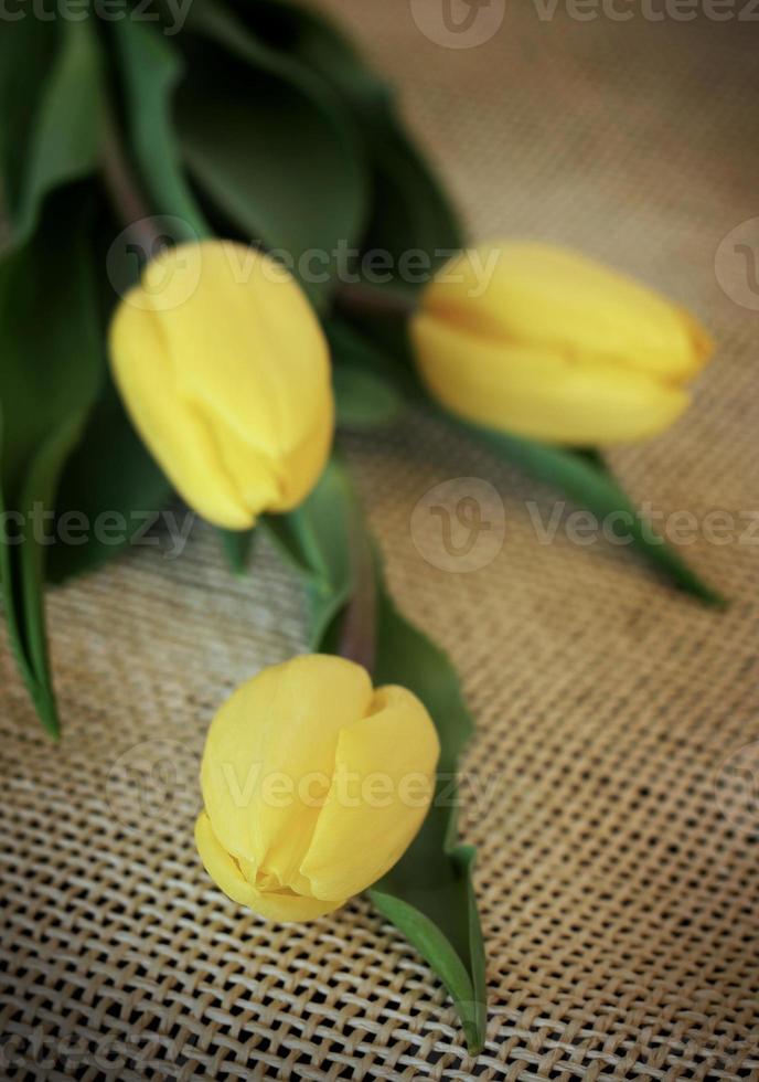 trois tulipes jaunes photo