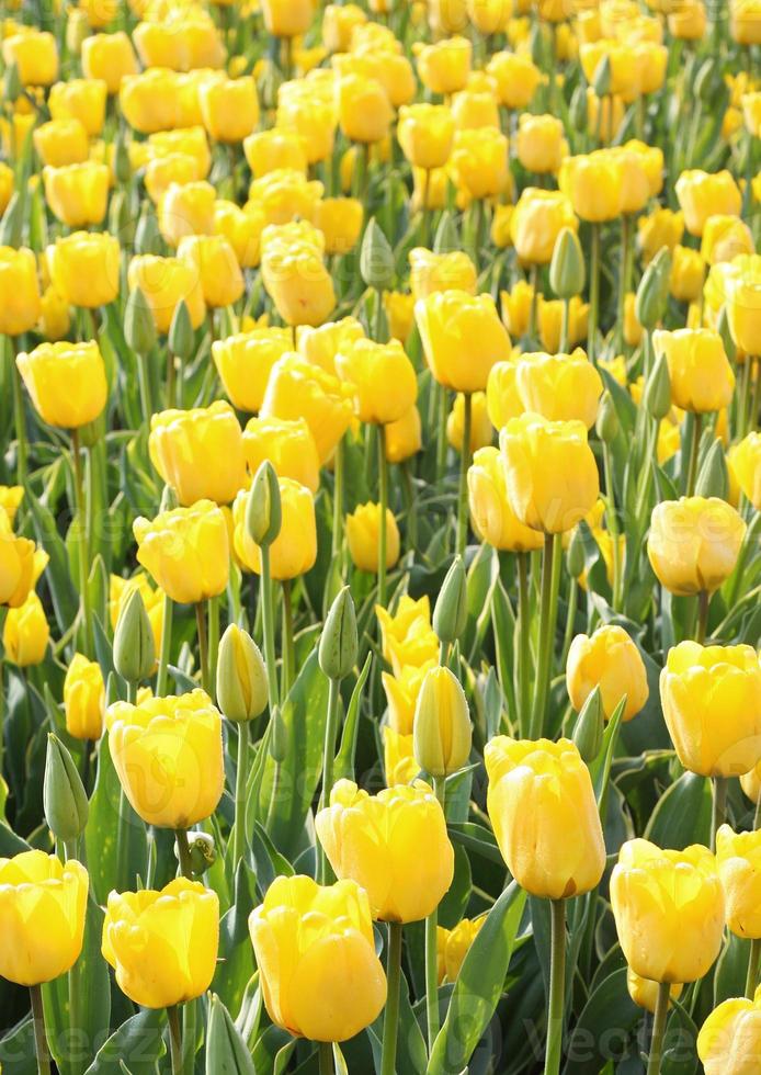 champ de tulipes jaunes photo