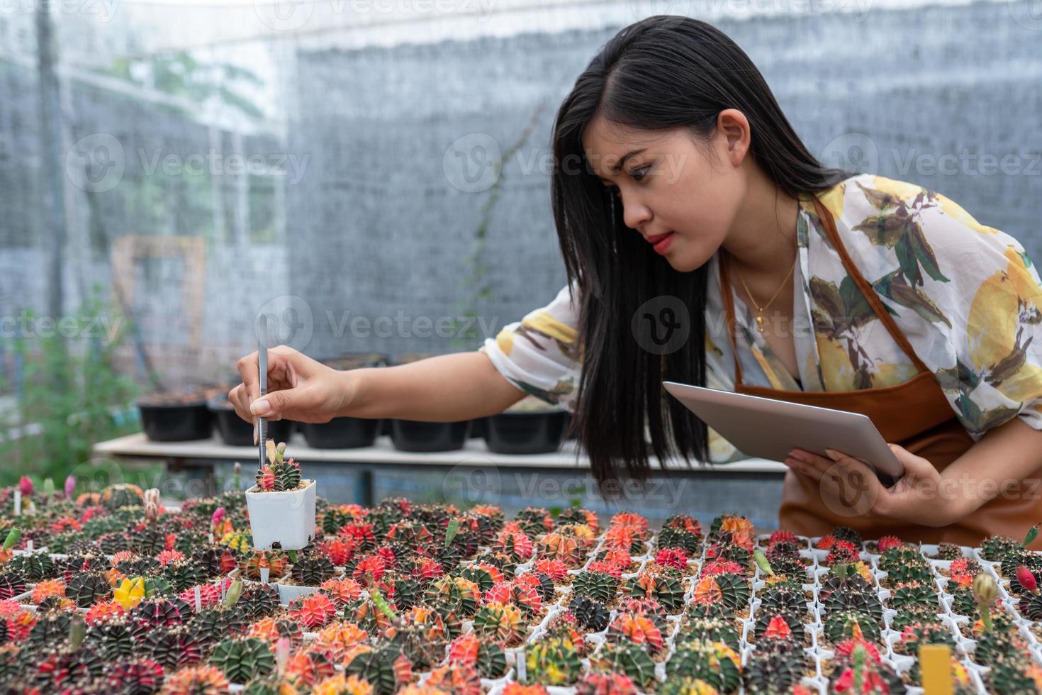 loisirs de la ferme de cactus dans le démarrage d'une entreprise jeune femme utiliser une tablette de contrôle de qualité cactus photo