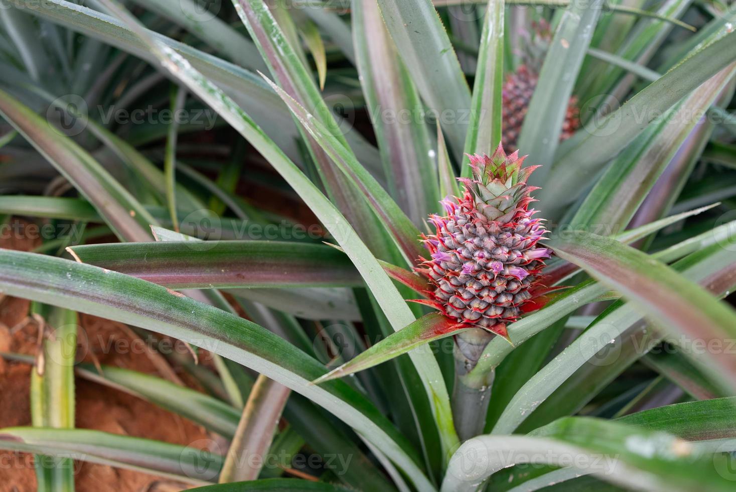 Ananas mûr sur l'arbre dans la ferme photo