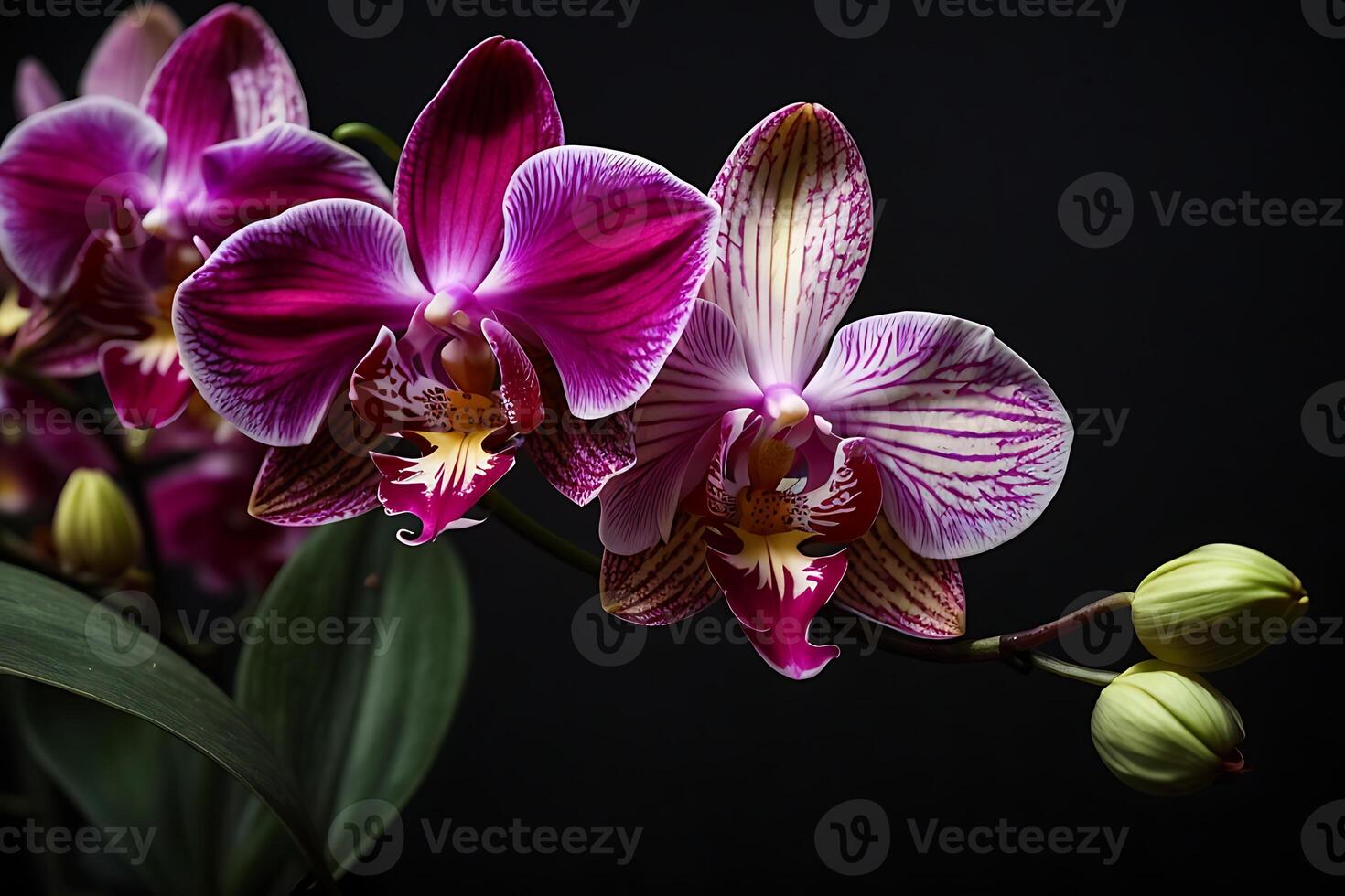 ai généré orchidée fleur sur une noir Contexte photo