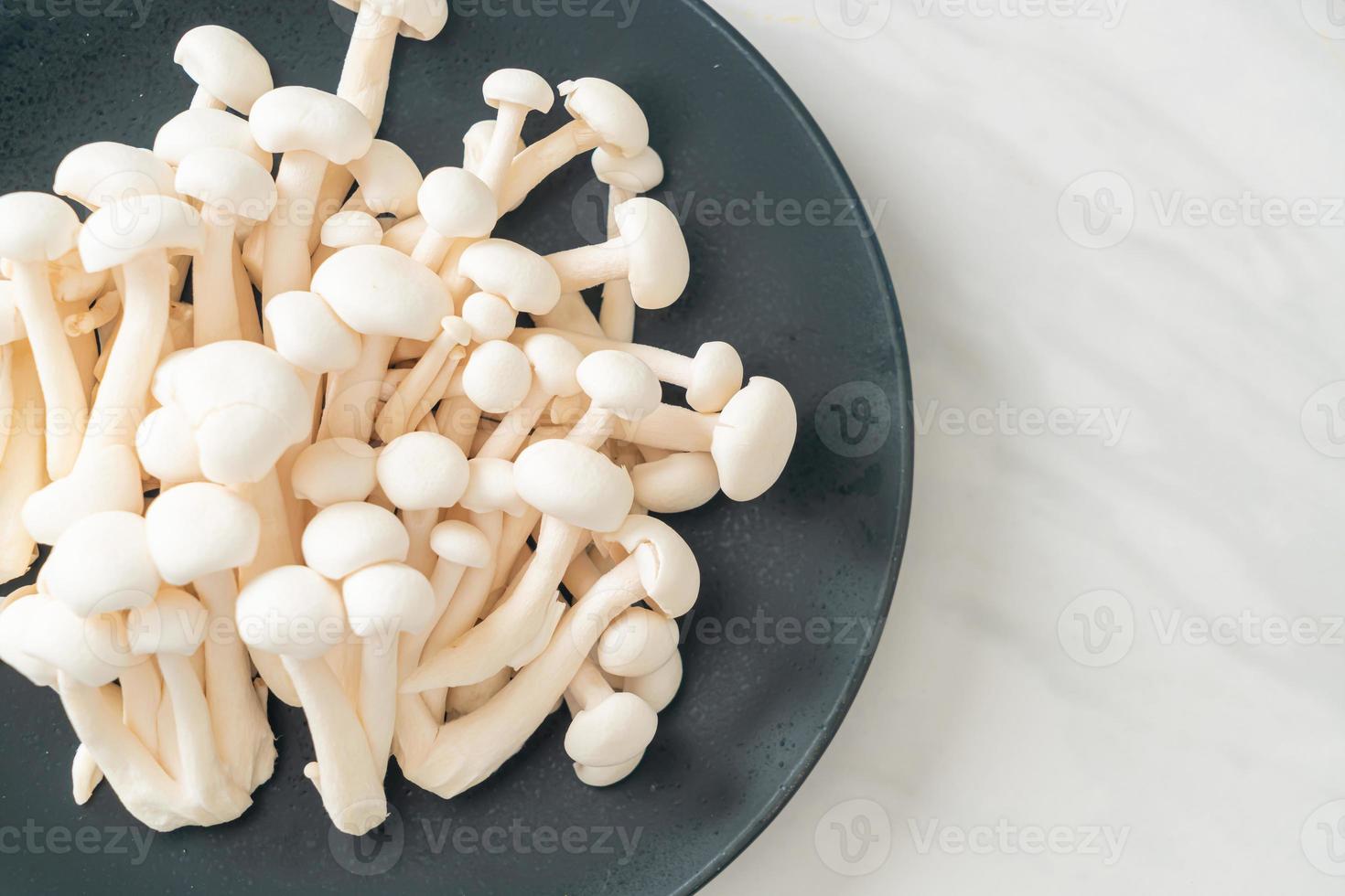 champignon de hêtre blanc ou champignon reishi blanc photo