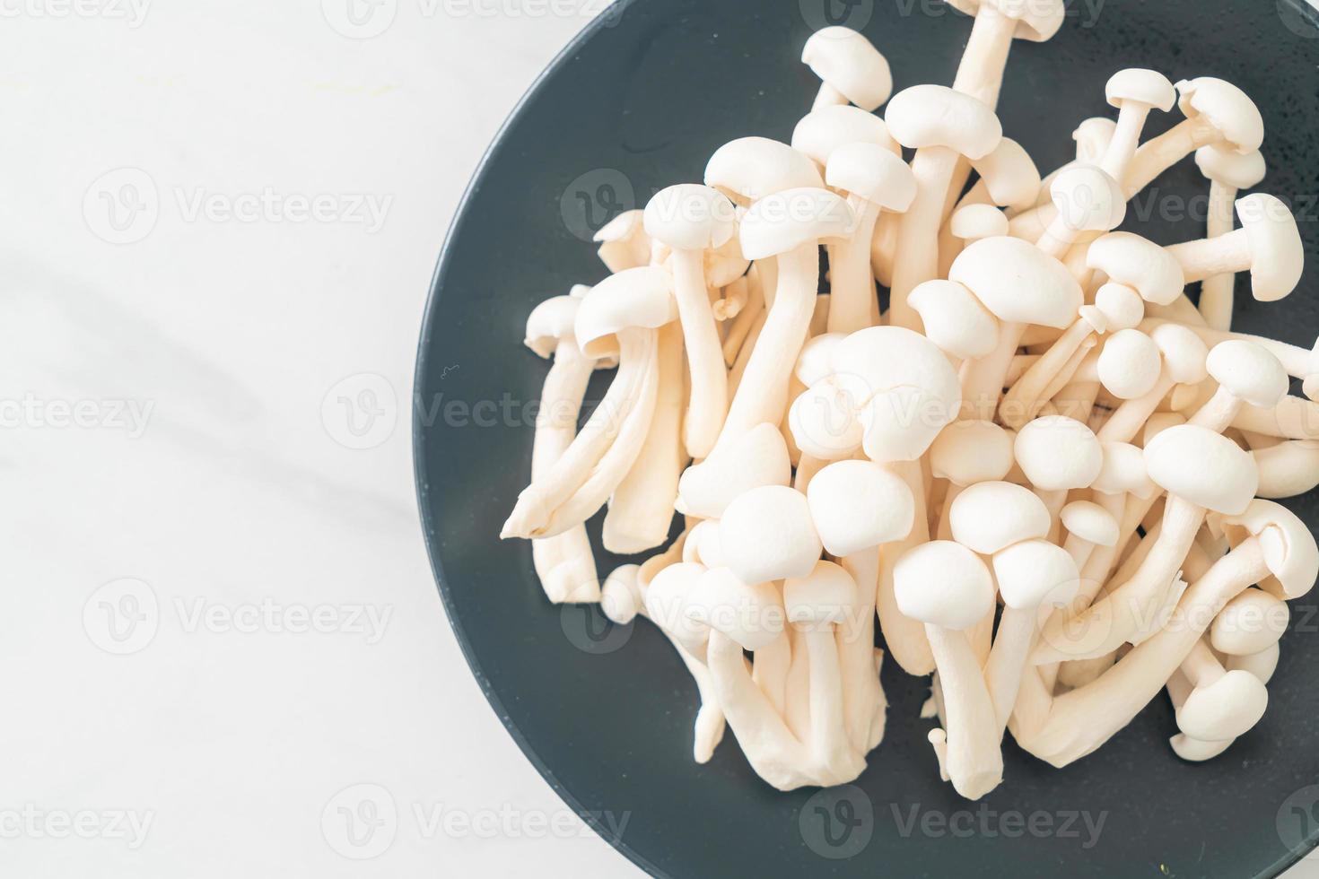 champignon de hêtre blanc ou champignon reishi blanc photo