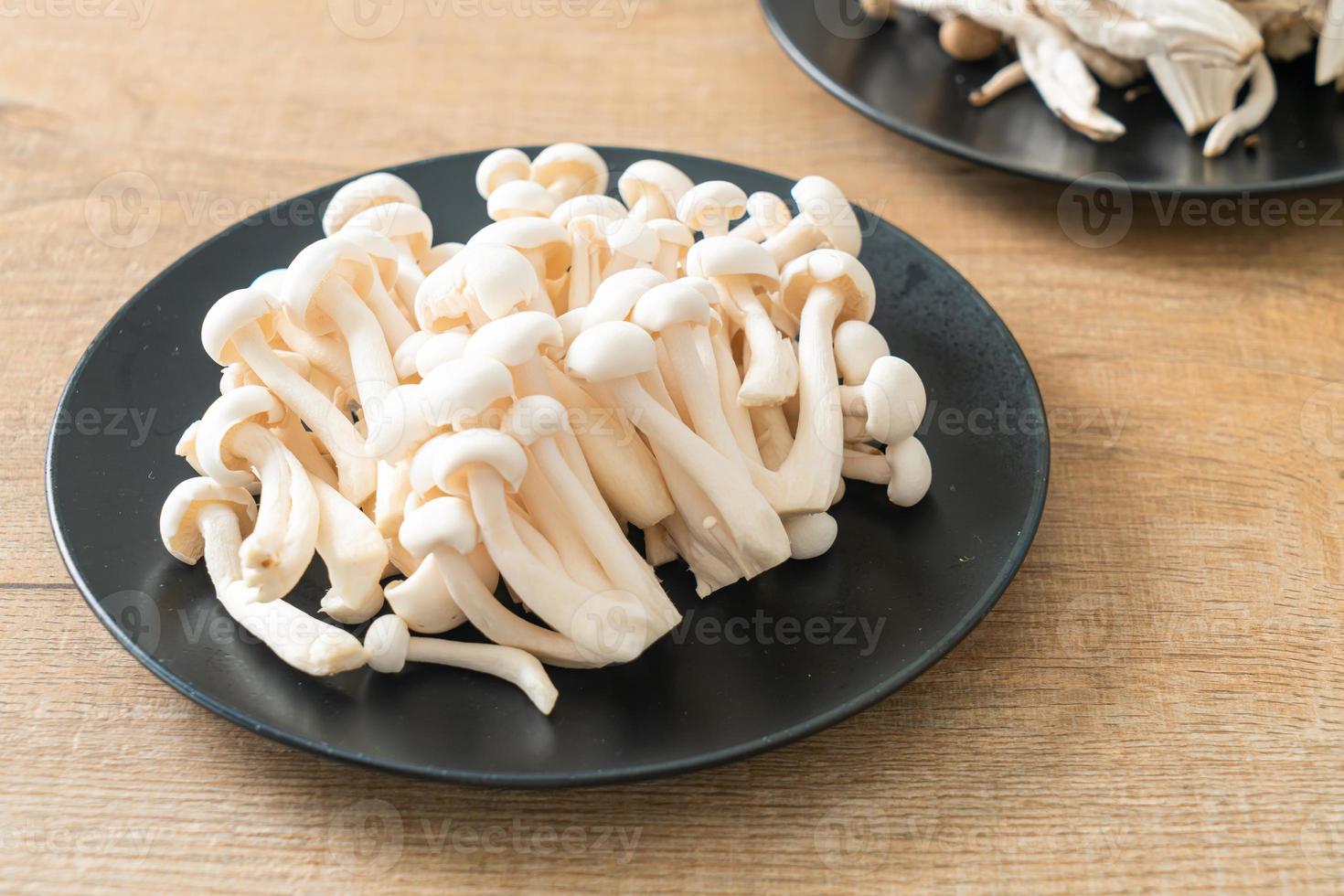 champignon de hêtre blanc ou champignon reishi blanc photo