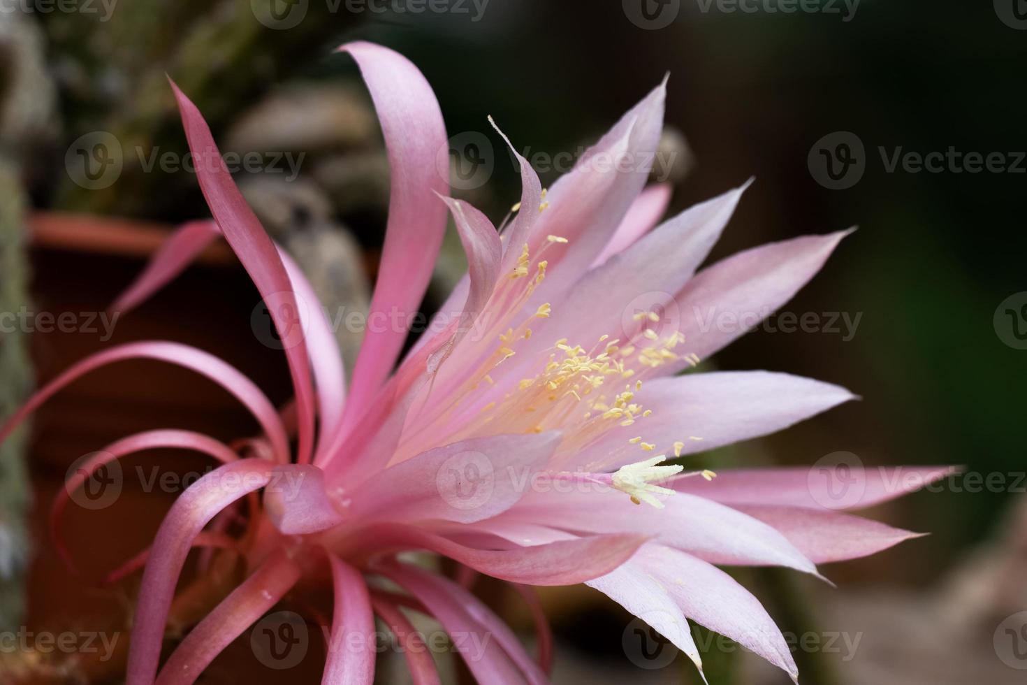gros plan d'une fleur de cactus. aporophyllum sp. mise au point sélective. pétales dans une gamme de différentes couleurs roses photo