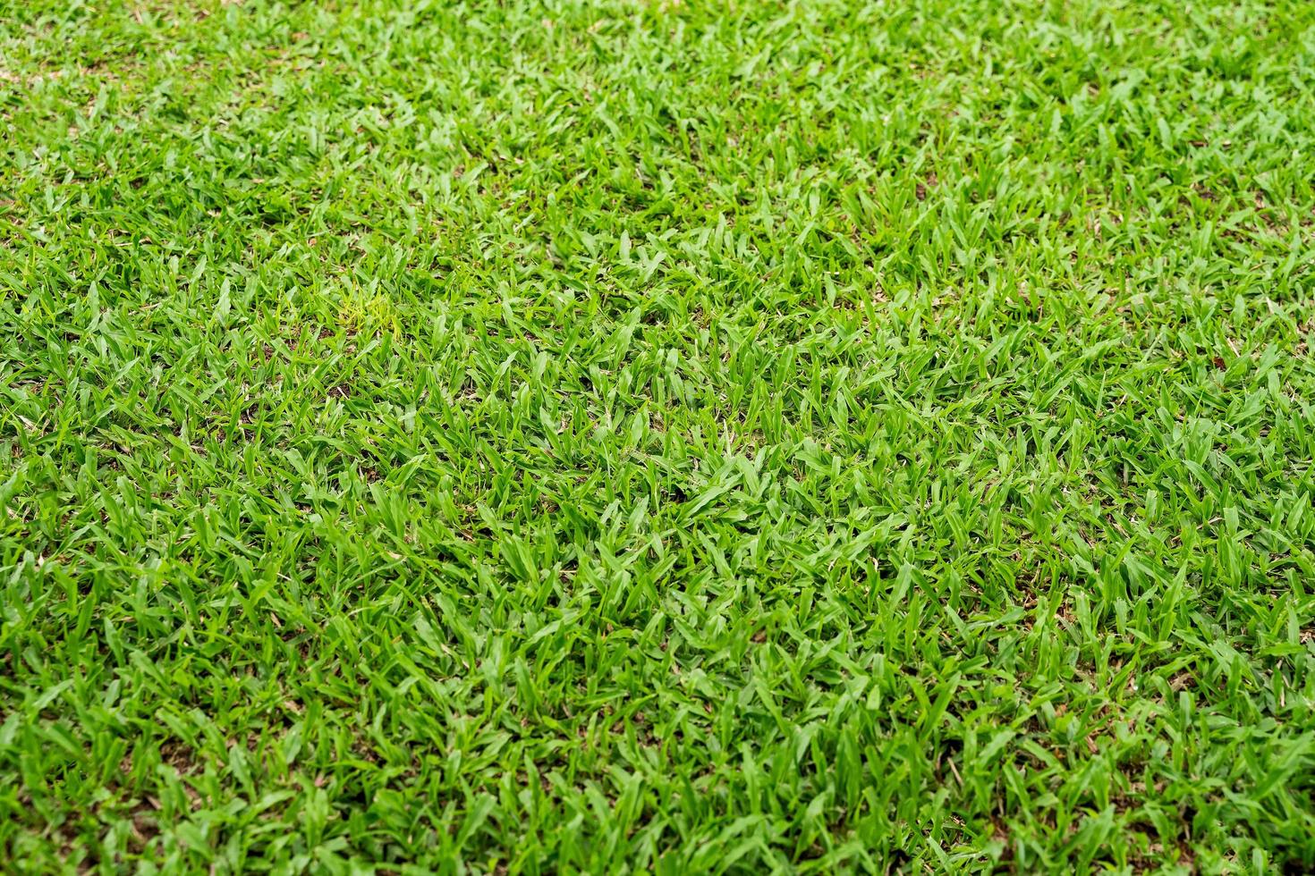 texture d'herbe verte pour le fond. motif de pelouse verte et fond de texture. photo