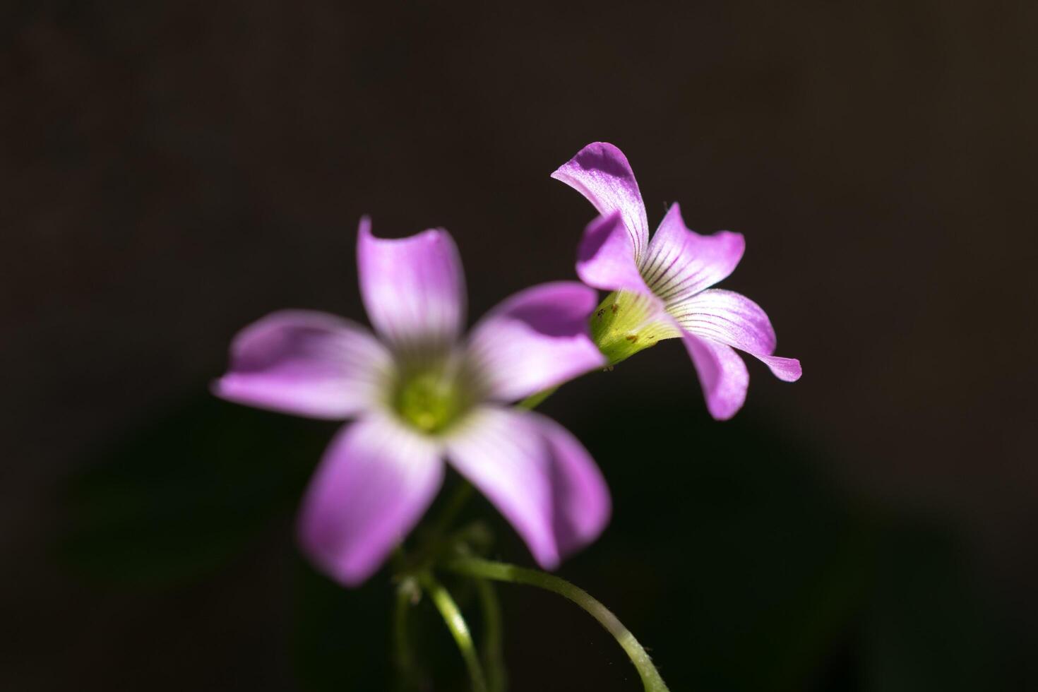 agréable fleurs en dessous de le brillant Soleil décorer une jardin photo