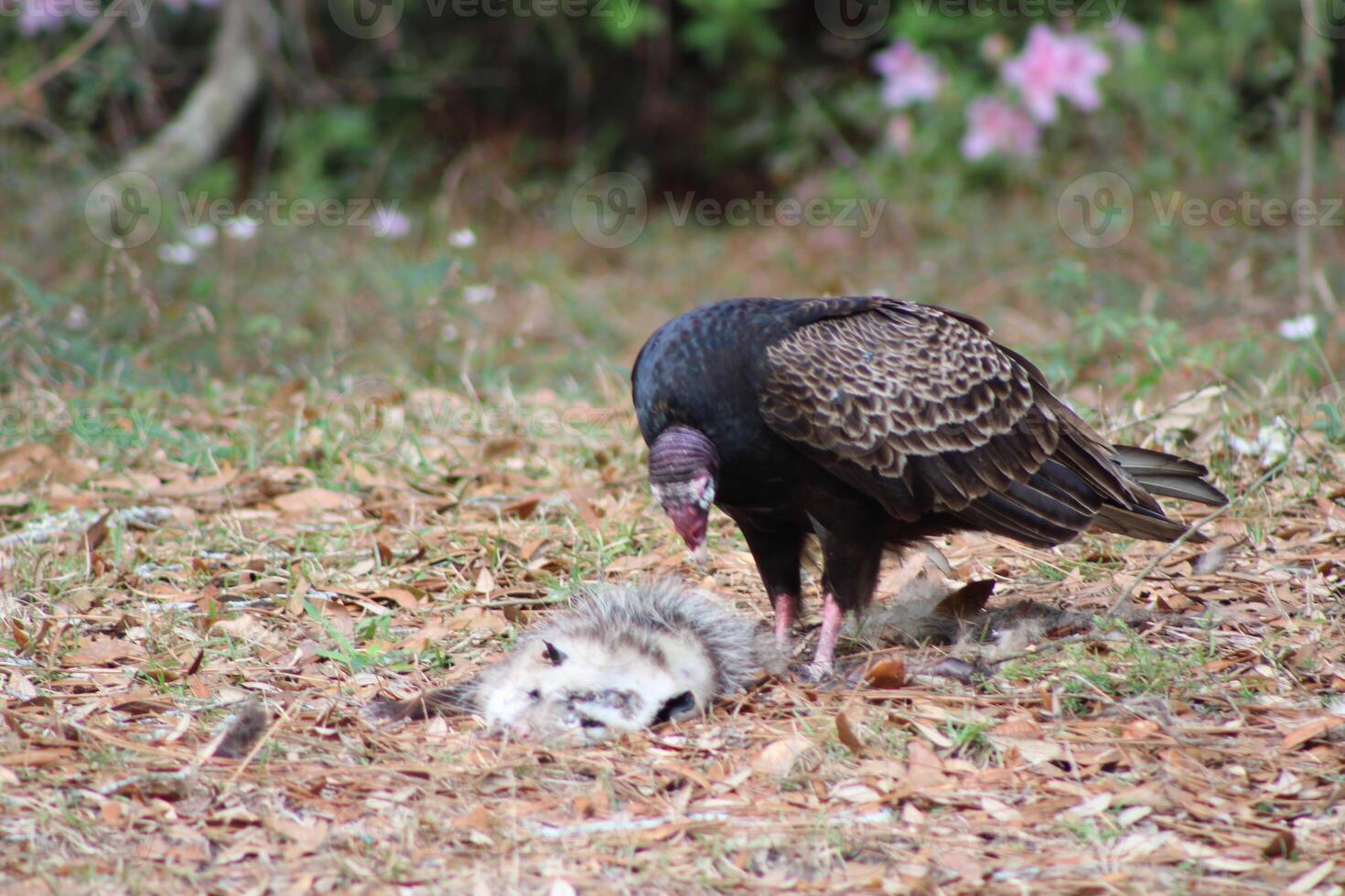 rouge à tête vautour alimentation sur mort sur la route. photo