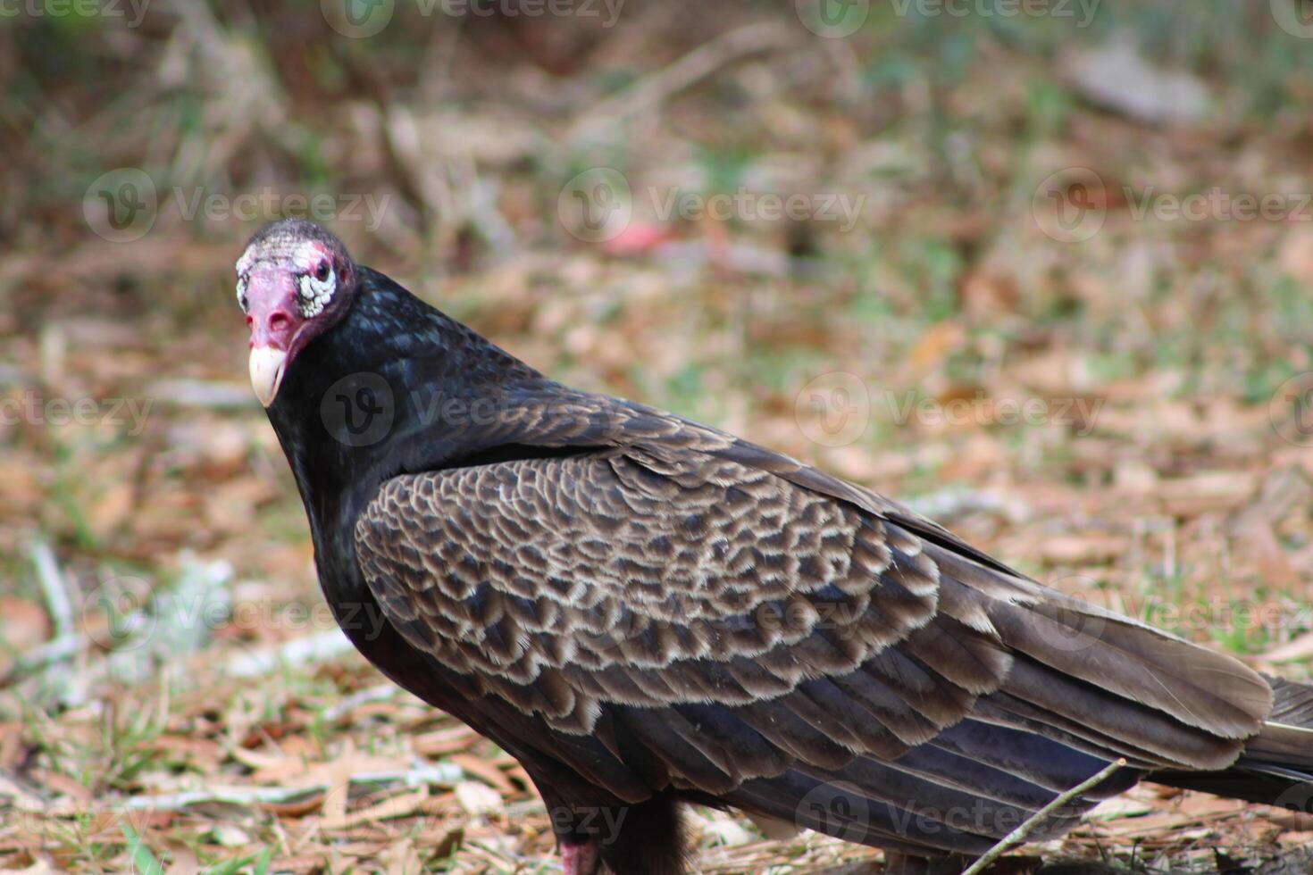 rouge à tête vautour alimentation sur mort sur la route. photo