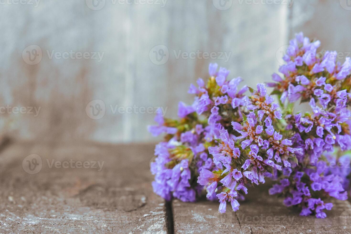 limonium sinué statice fleurs photo